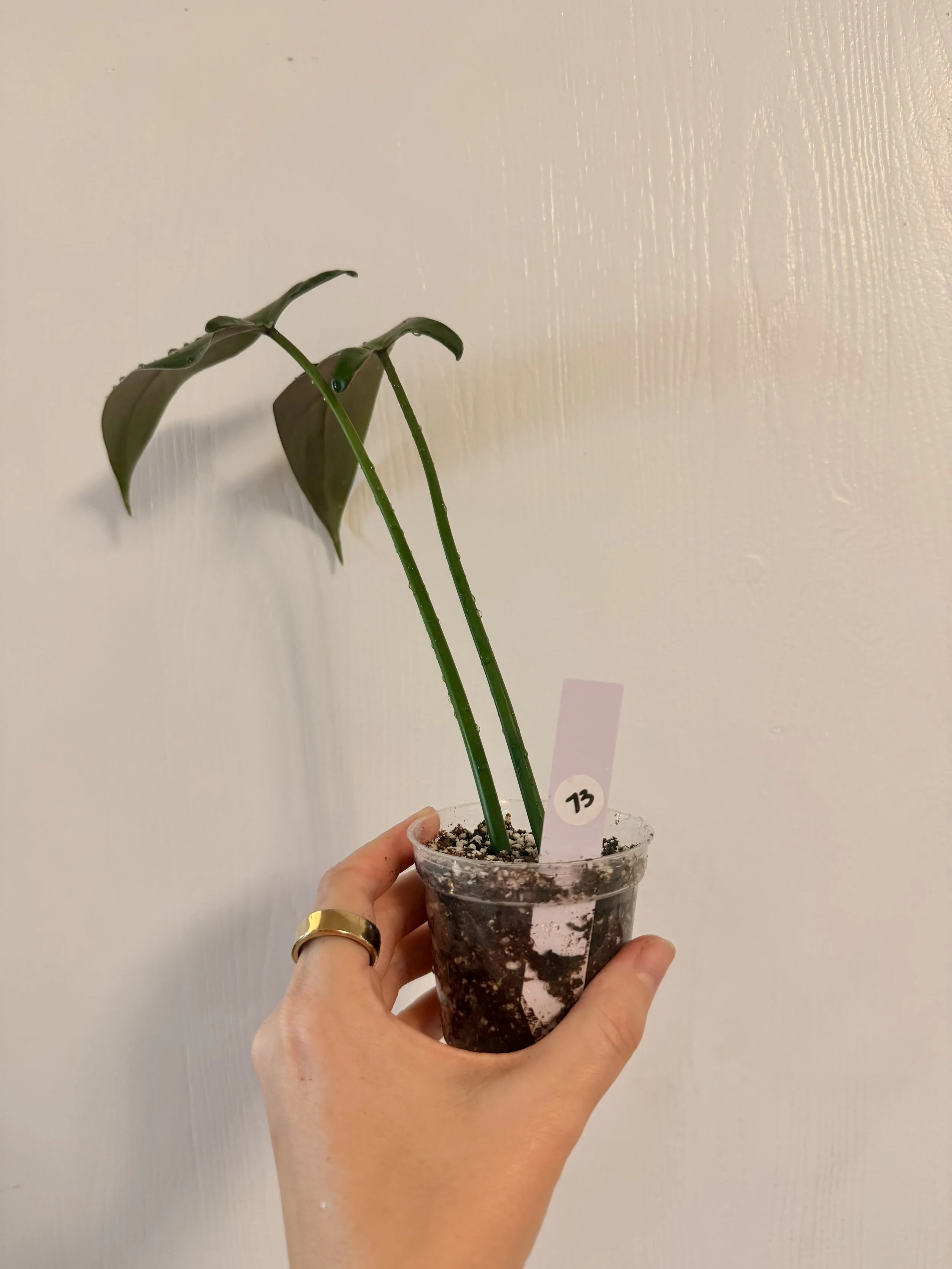 Philodendron Mexicanum - 2" Rooted Mid-Cuts