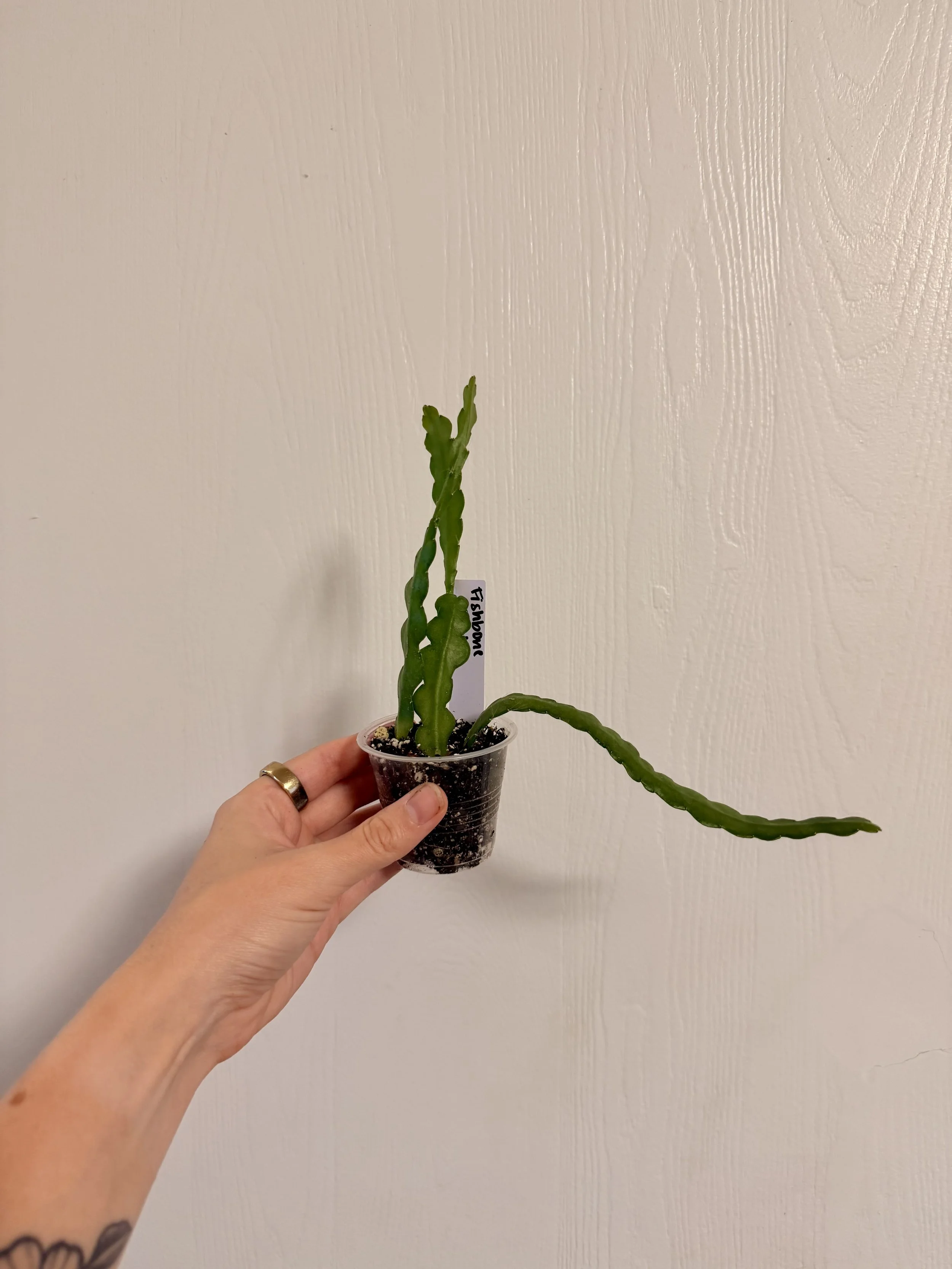Epiphyllum "Fishbone" Cactus - 2"