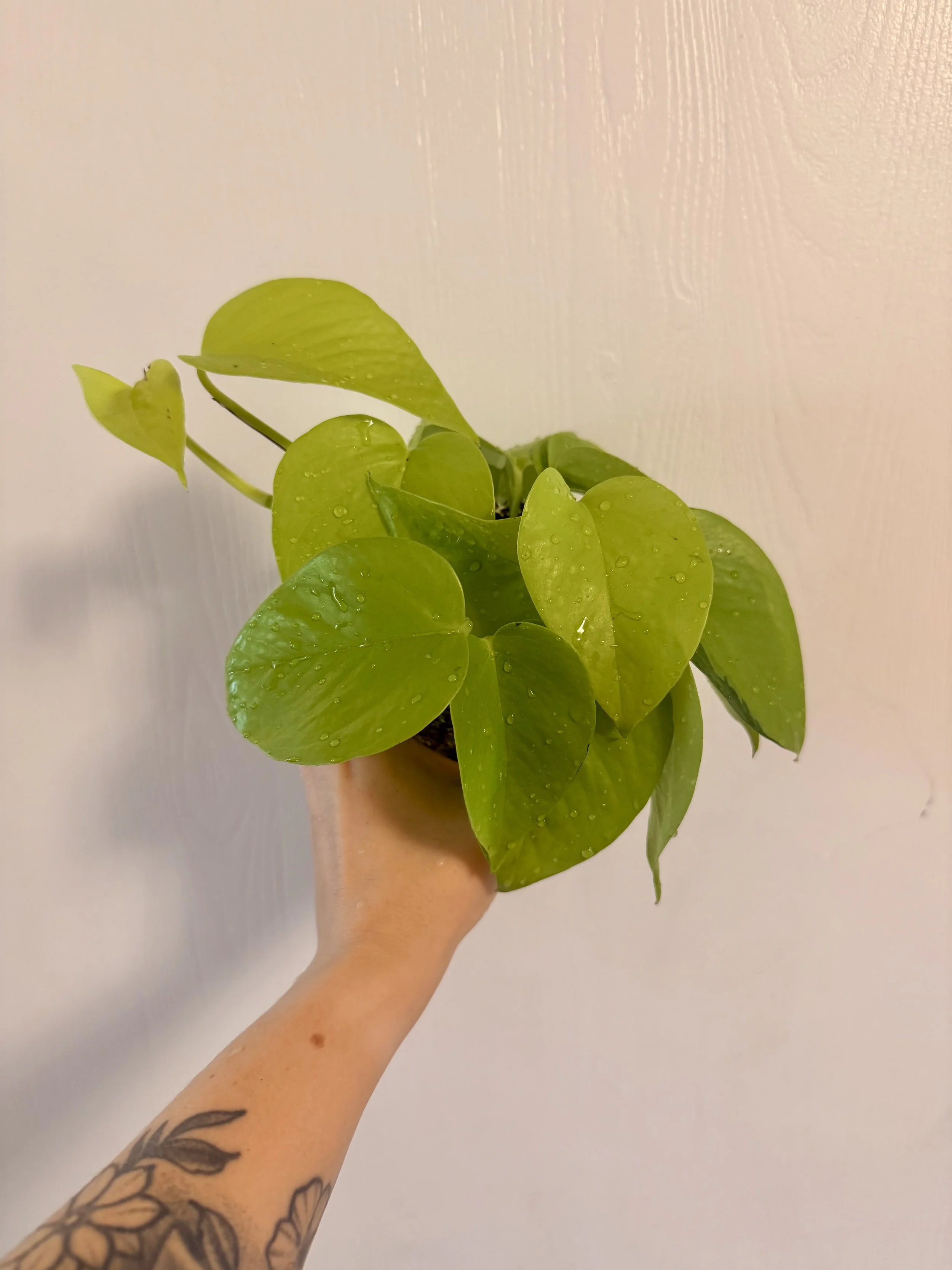 Neon Pothos - 4"