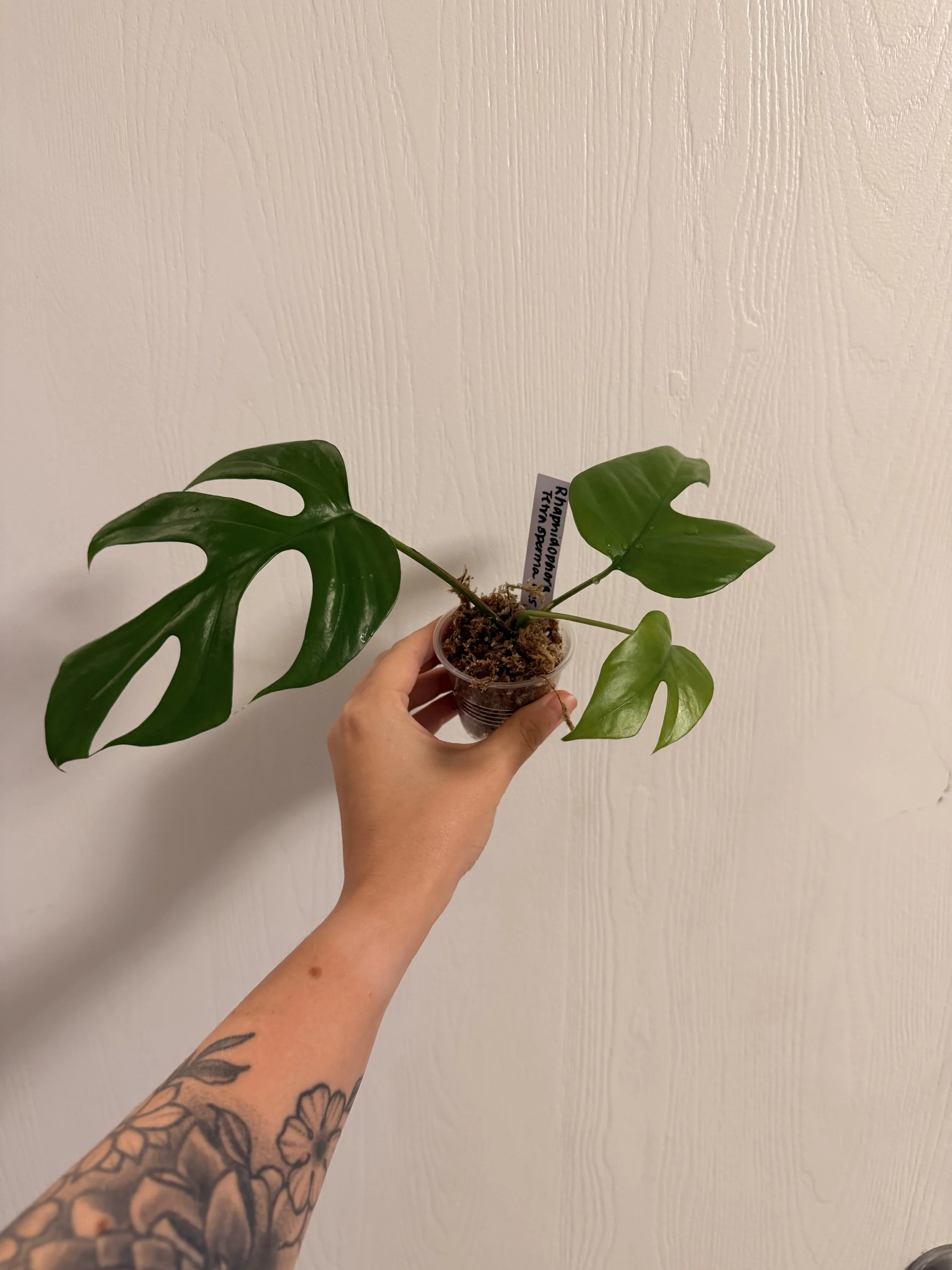Rhaphidophora Tetrasperma - Unrooted/Lightly Rooted Top Cut + Mid Cut