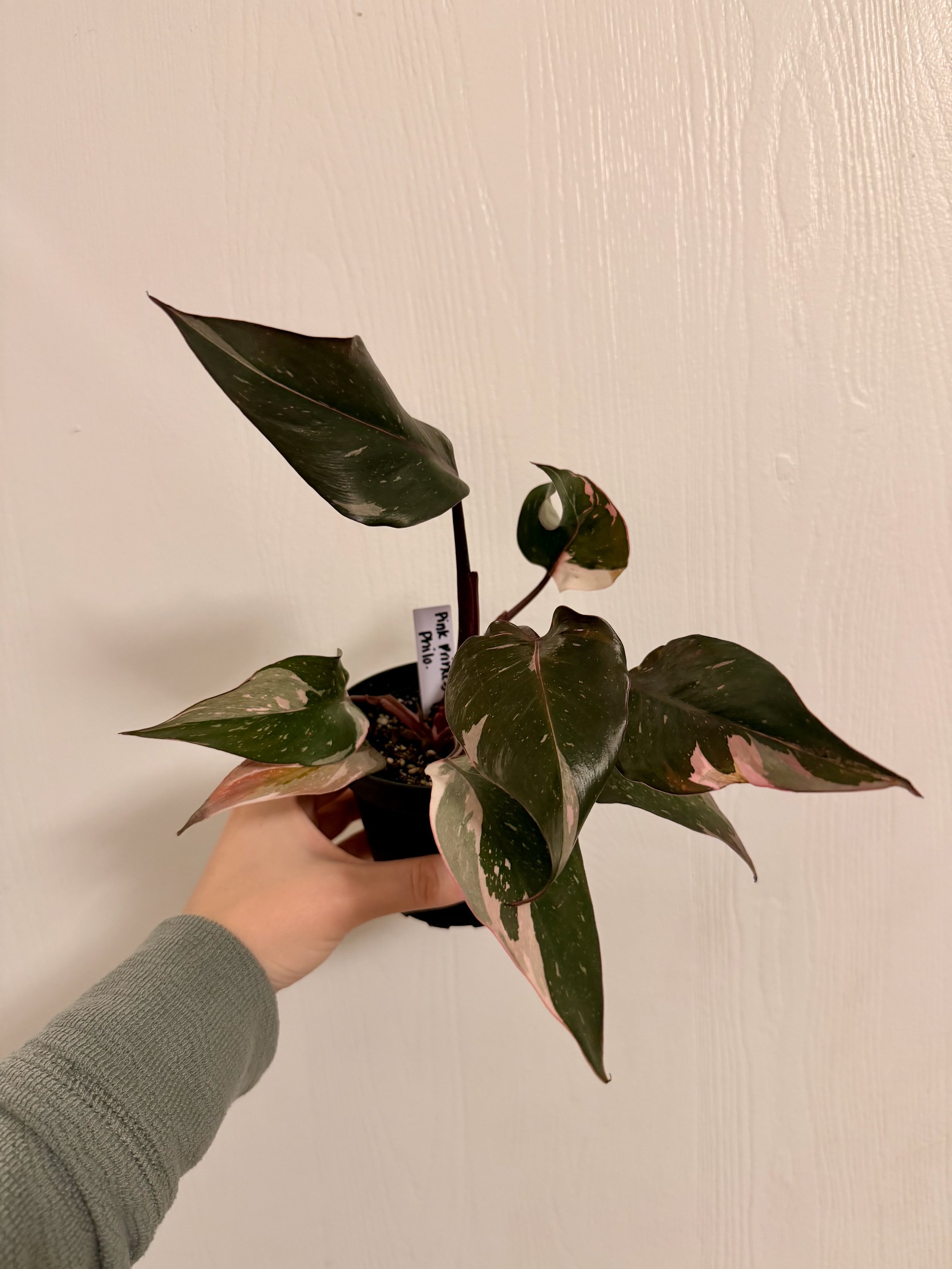 Philodendron Pink Princess - 4"