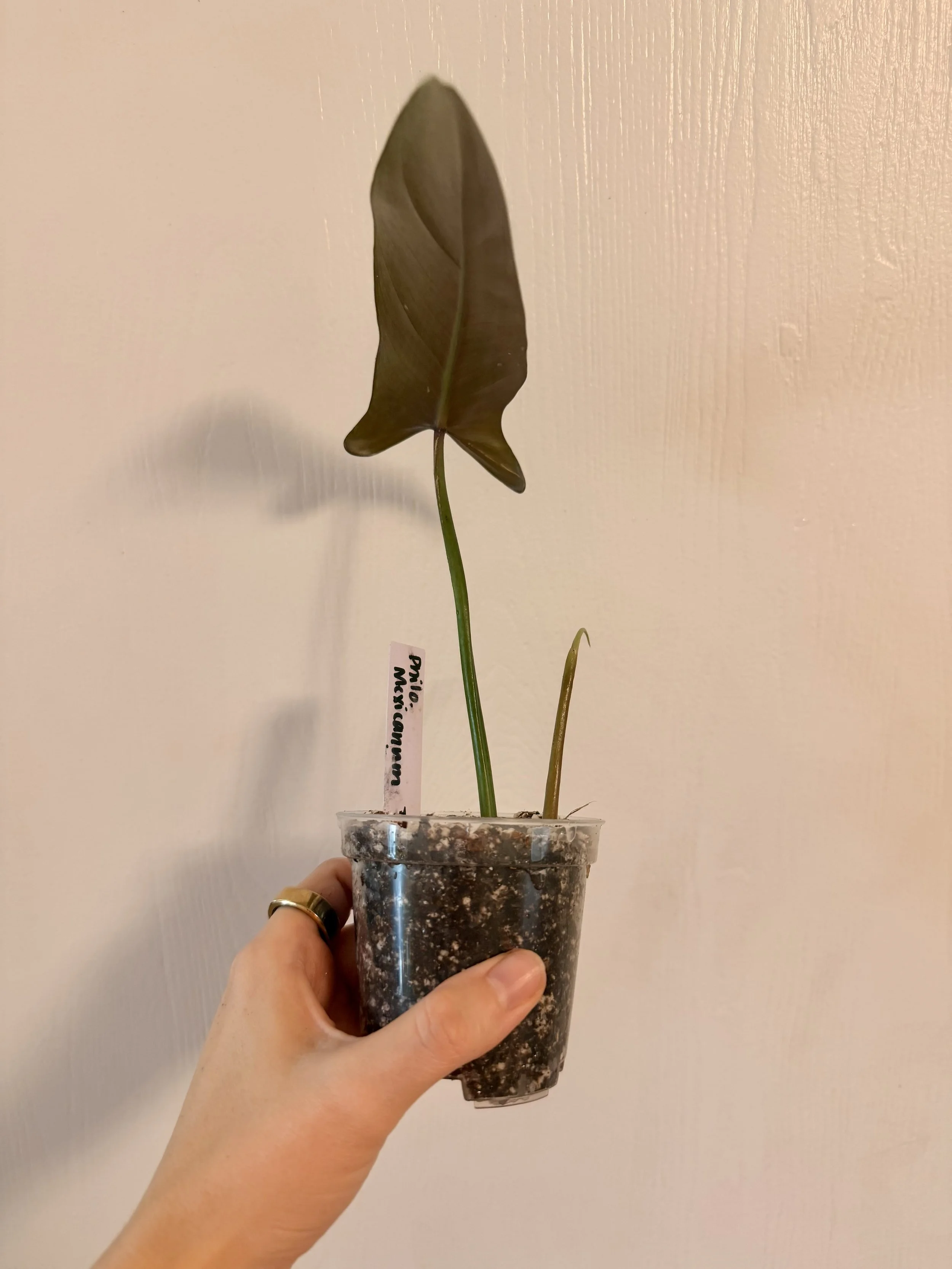 Philodendron Mexicanum - 3" Rooted Top Cut