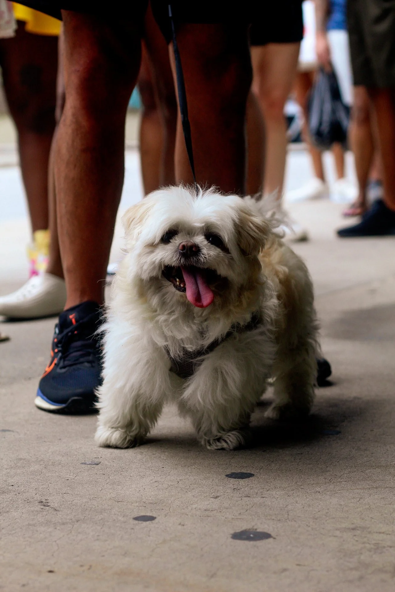 Small fluffy white dog walking on the ground with its tongue hanging out, surrounded by people in casual clothing at a busy indoor location.