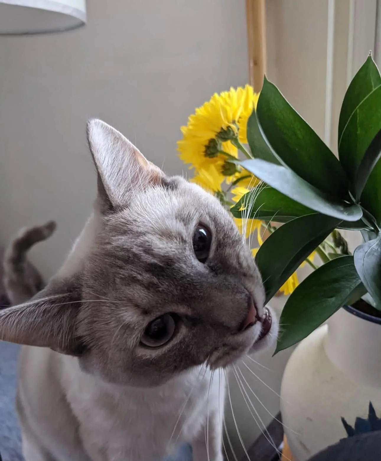 A gray tabby cat sniffing a potted yellow sunflower plant with green leaves.