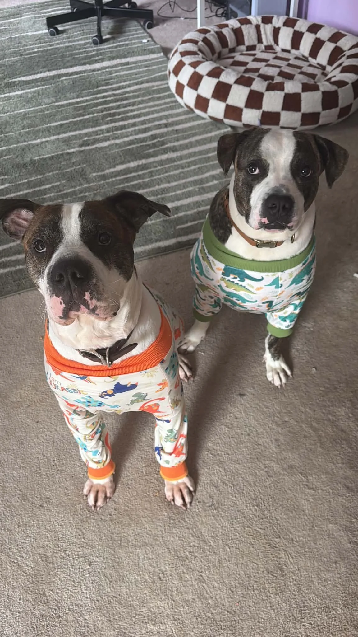 Two dogs wearing colorful pajamas with dinosaur prints, standing on a carpeted floor indoors. One dog has a orange collar and the other has a brown collar. A striped basket and office chair are in the background.