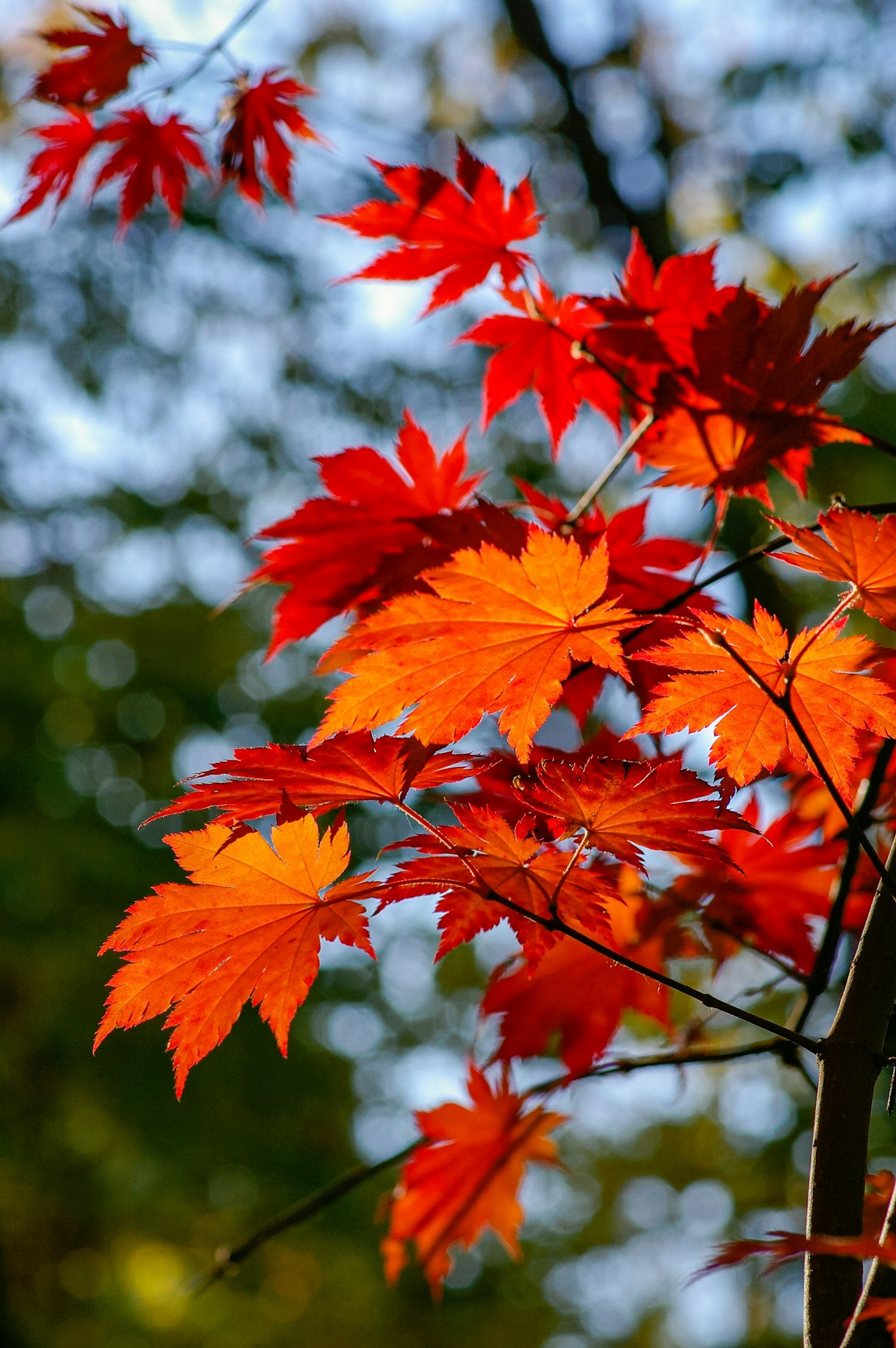 Photo of maple leaves