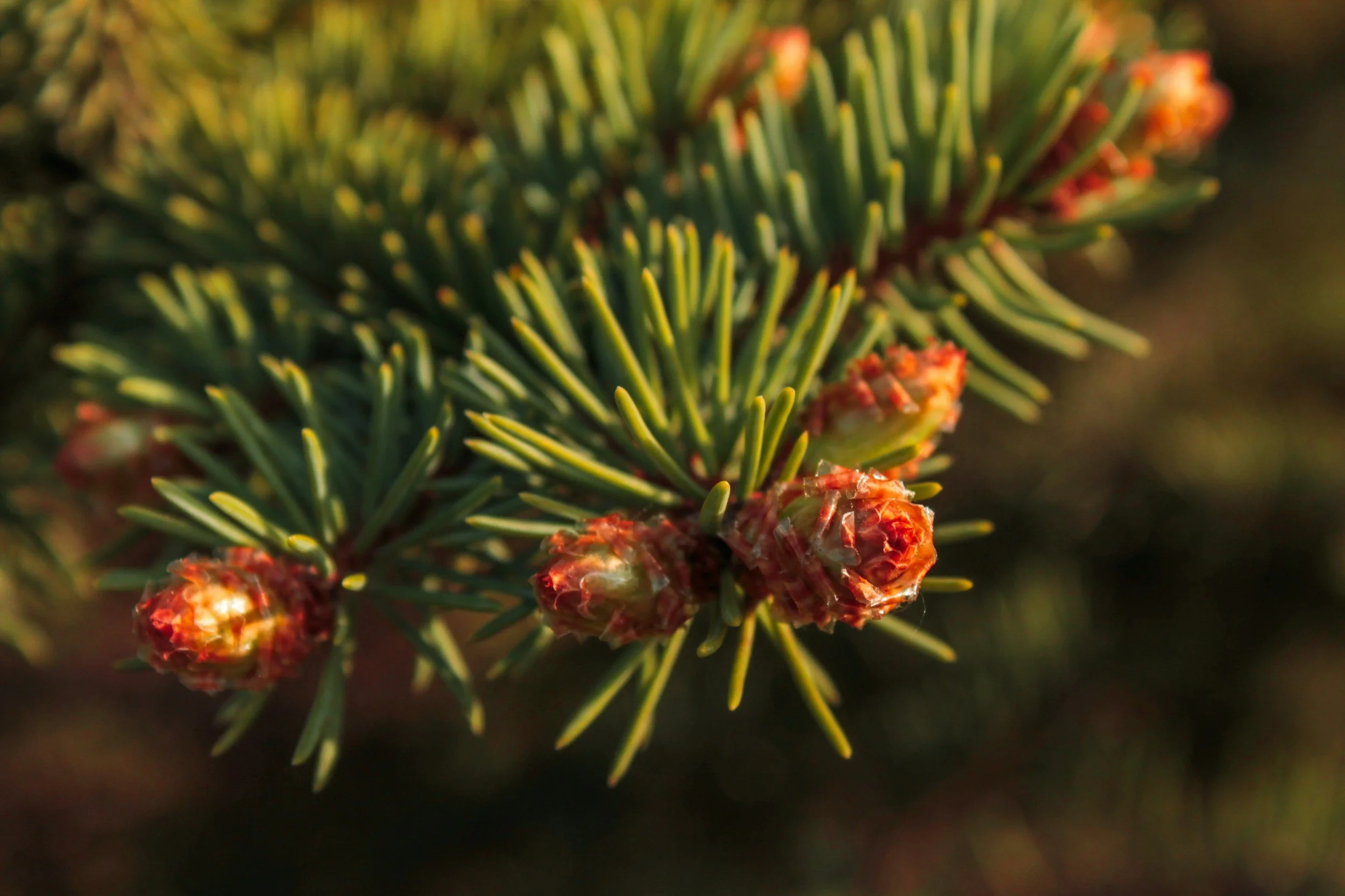 Photo of pine needles