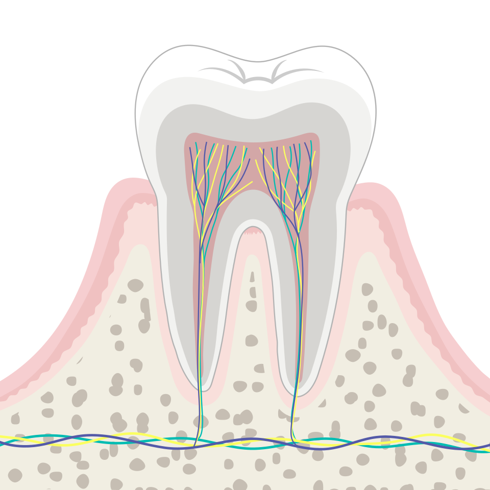 Illustration of a healthy tooth with gums and bone