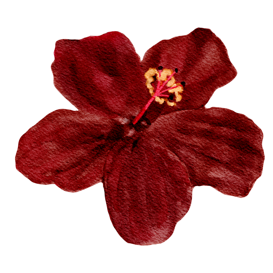 Close-up of a red hibiscus flower with five petals, a prominent stamen, and yellow pollen.