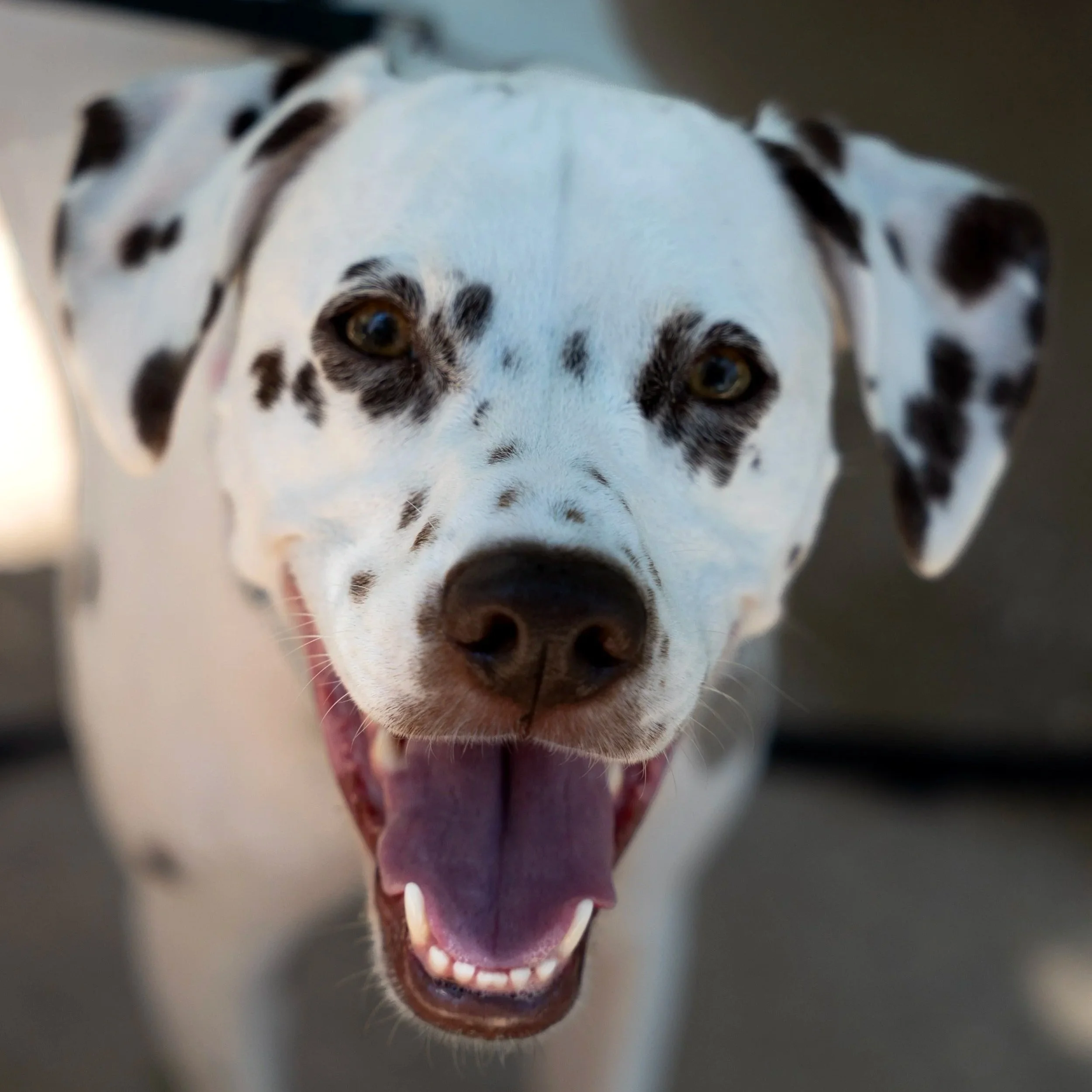 Close-up of a Dalmatian dog's face, showing its open mouth, tongue out, and brown eyes.