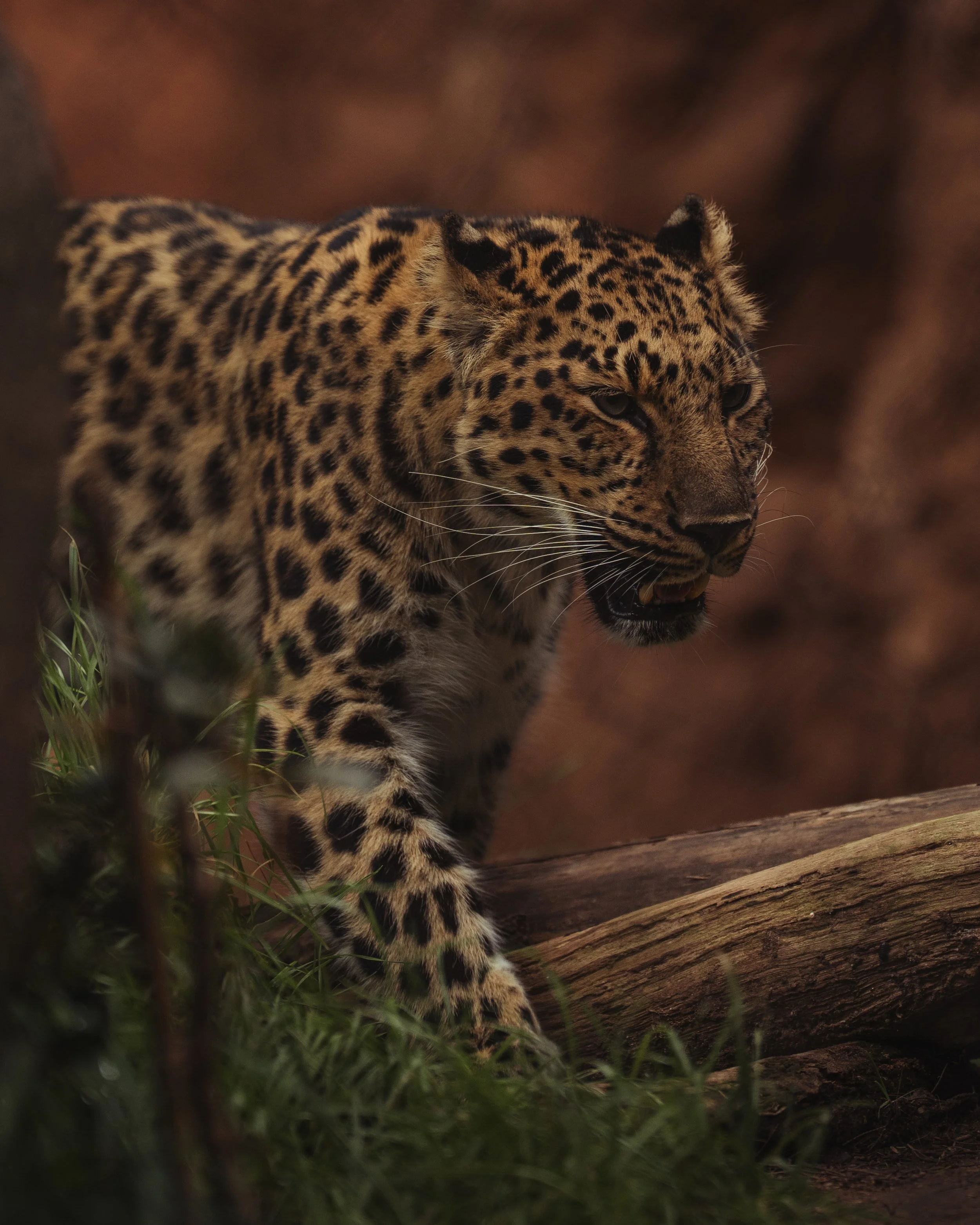 A close-up of a jaguar walking in a natural habitat with green grass and wooden logs, showing its spotted fur and intense gaze.