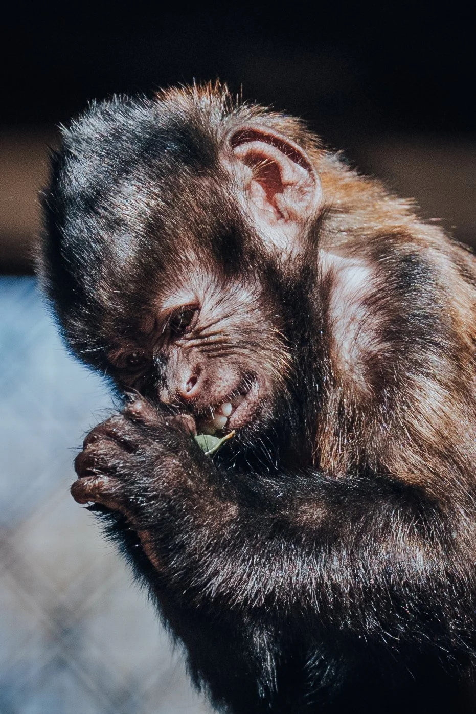 A baby monkey with dark brown fur, holding a small leaf and looking down while grooming itself.