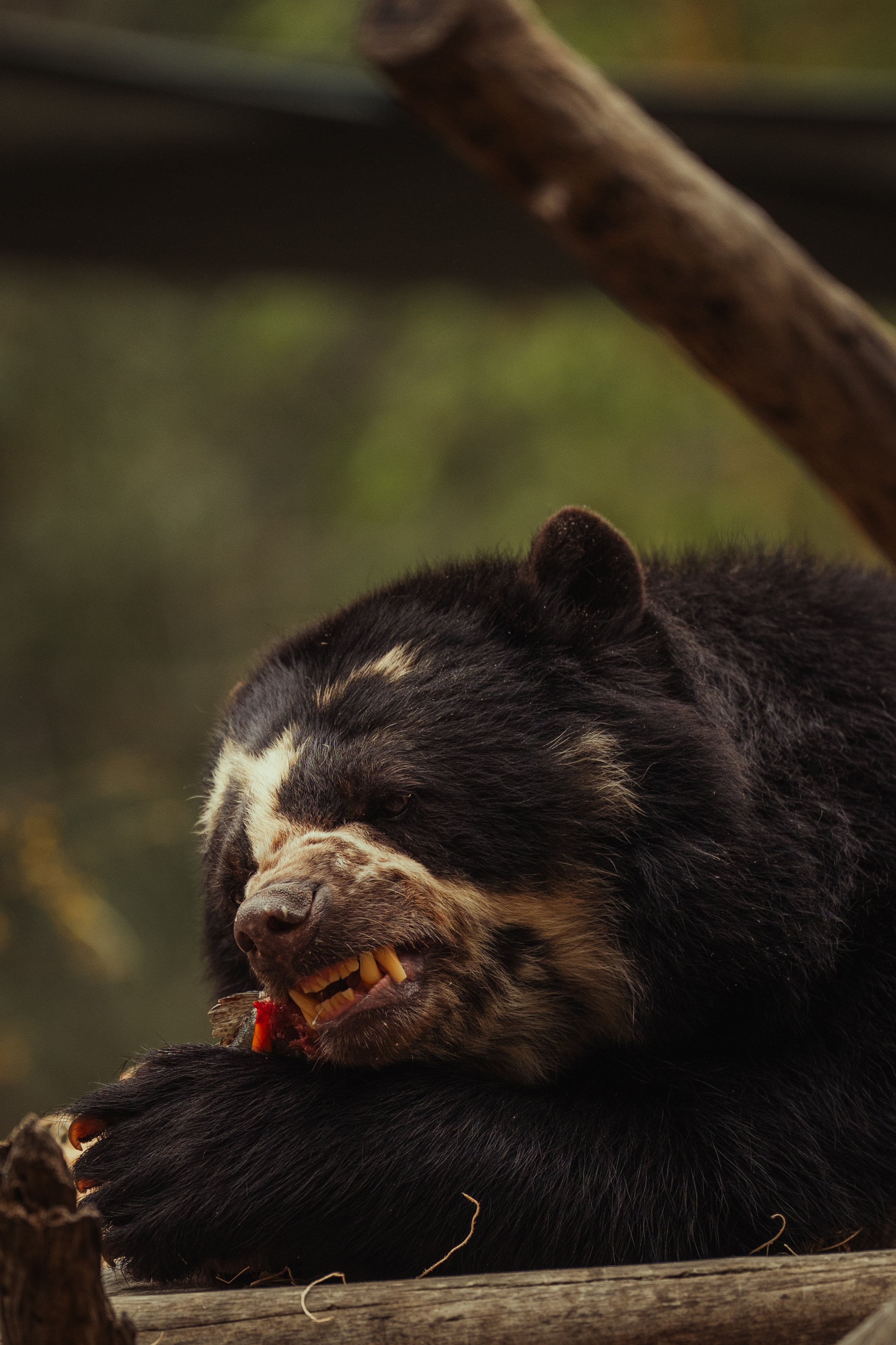A close-up of a bearcat with black fur and white markings, eating a piece of fruit while lying on a wooden surface.