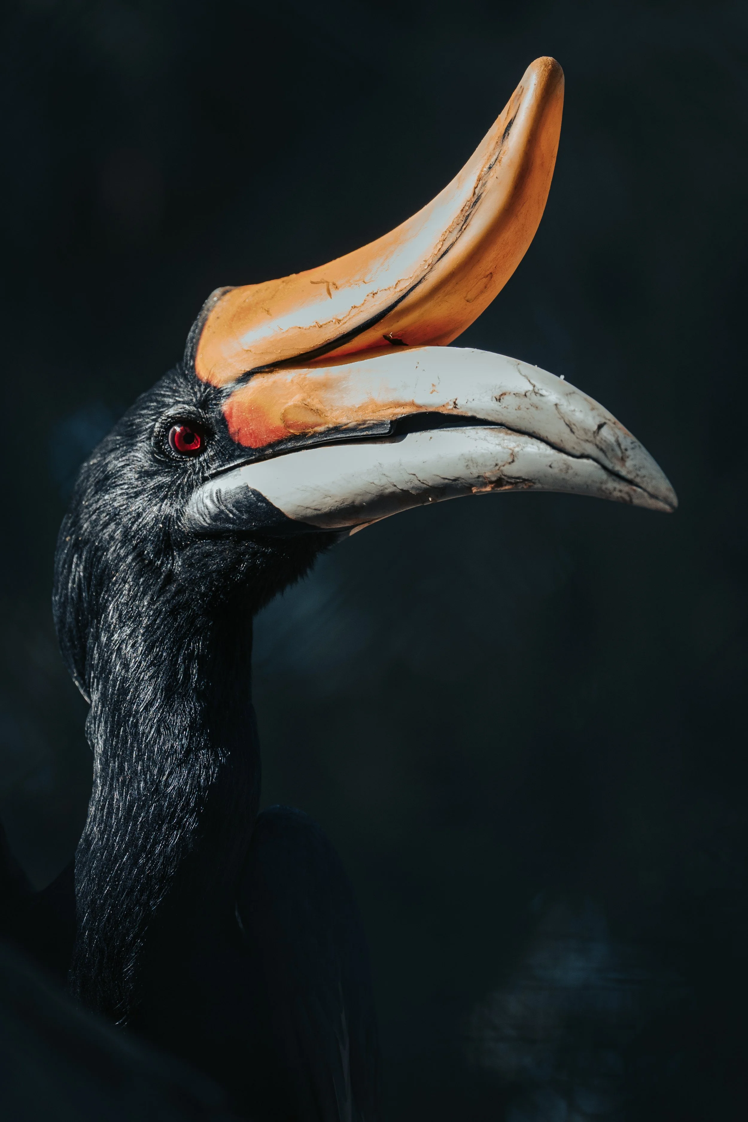 Close-up of a black hornbill bird with a distinctive large, curved bill and red eyes, against a dark background.