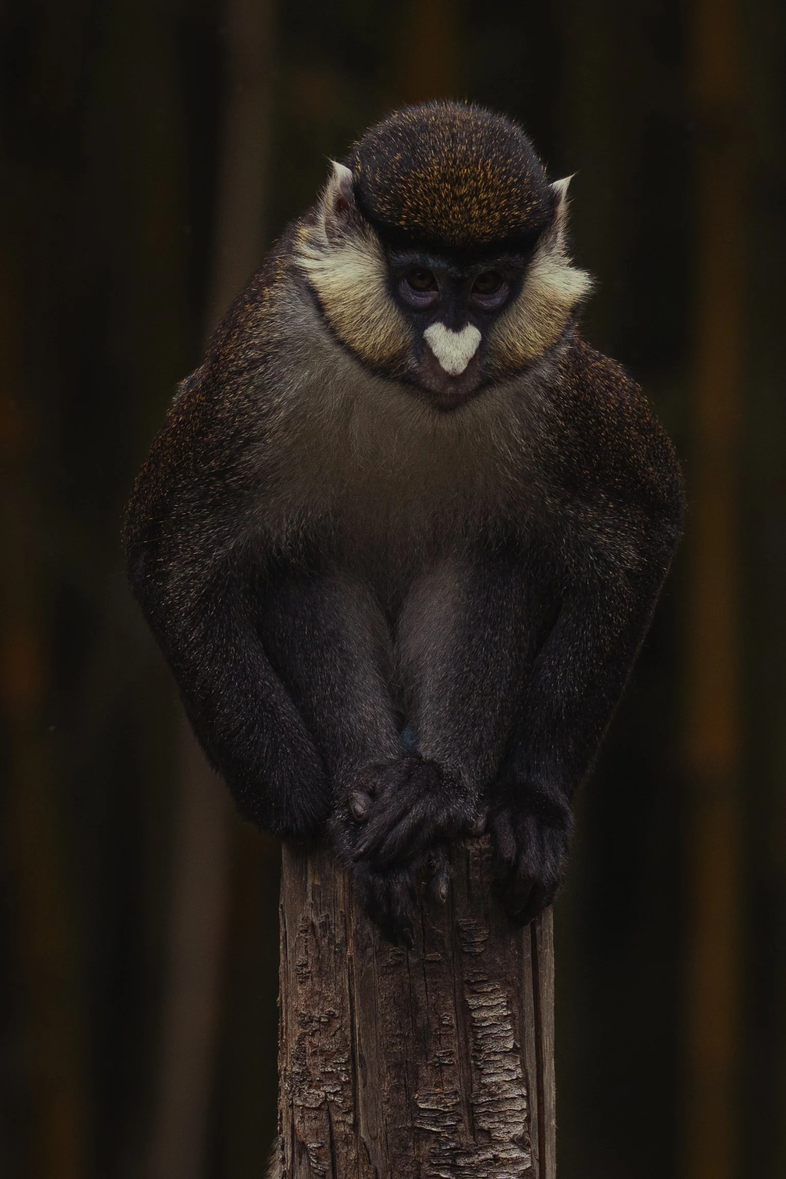 A small monkey perched on top of a weathered wooden post, with a dark background.