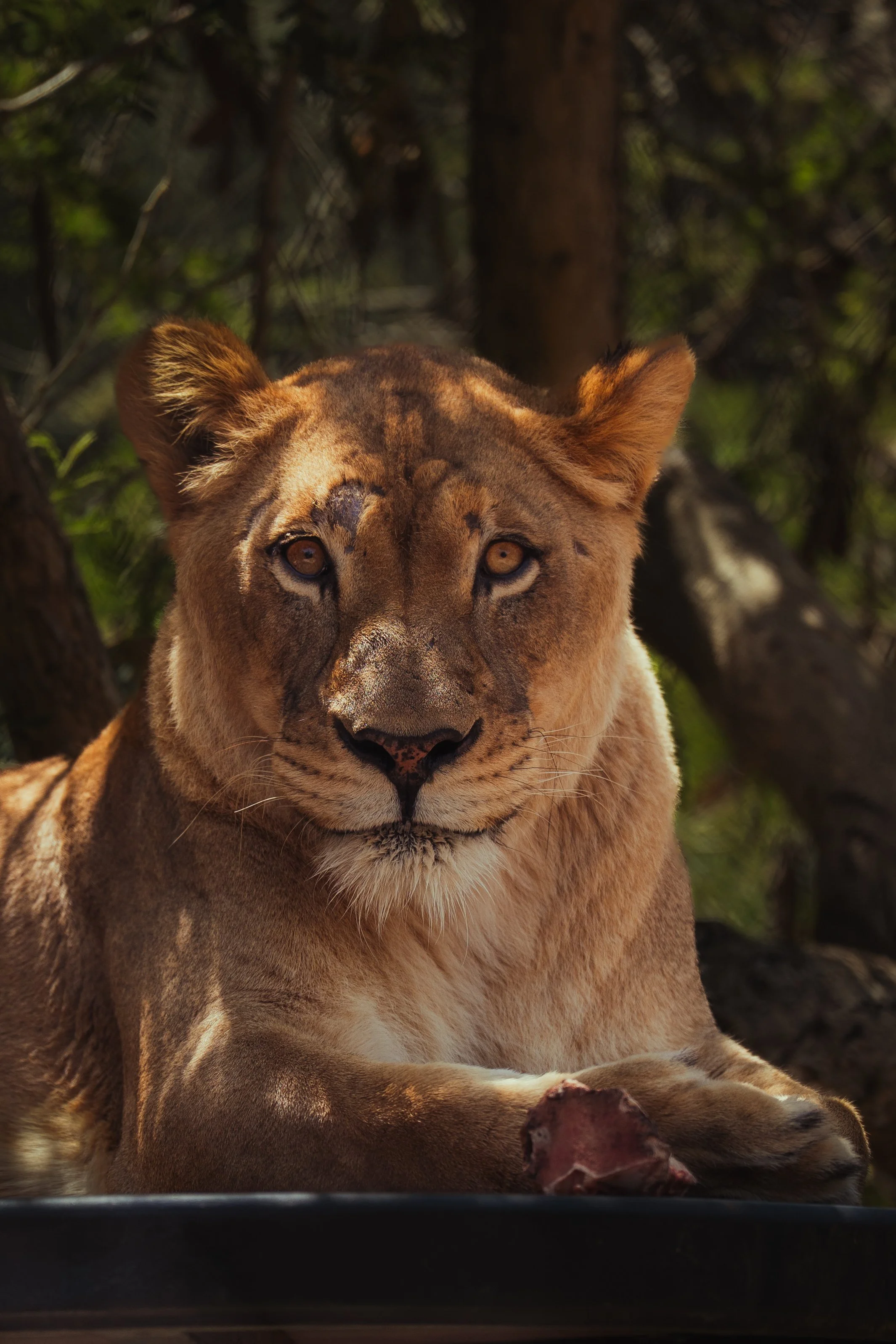 Close-up of a lioness lying down, with trees in the background.