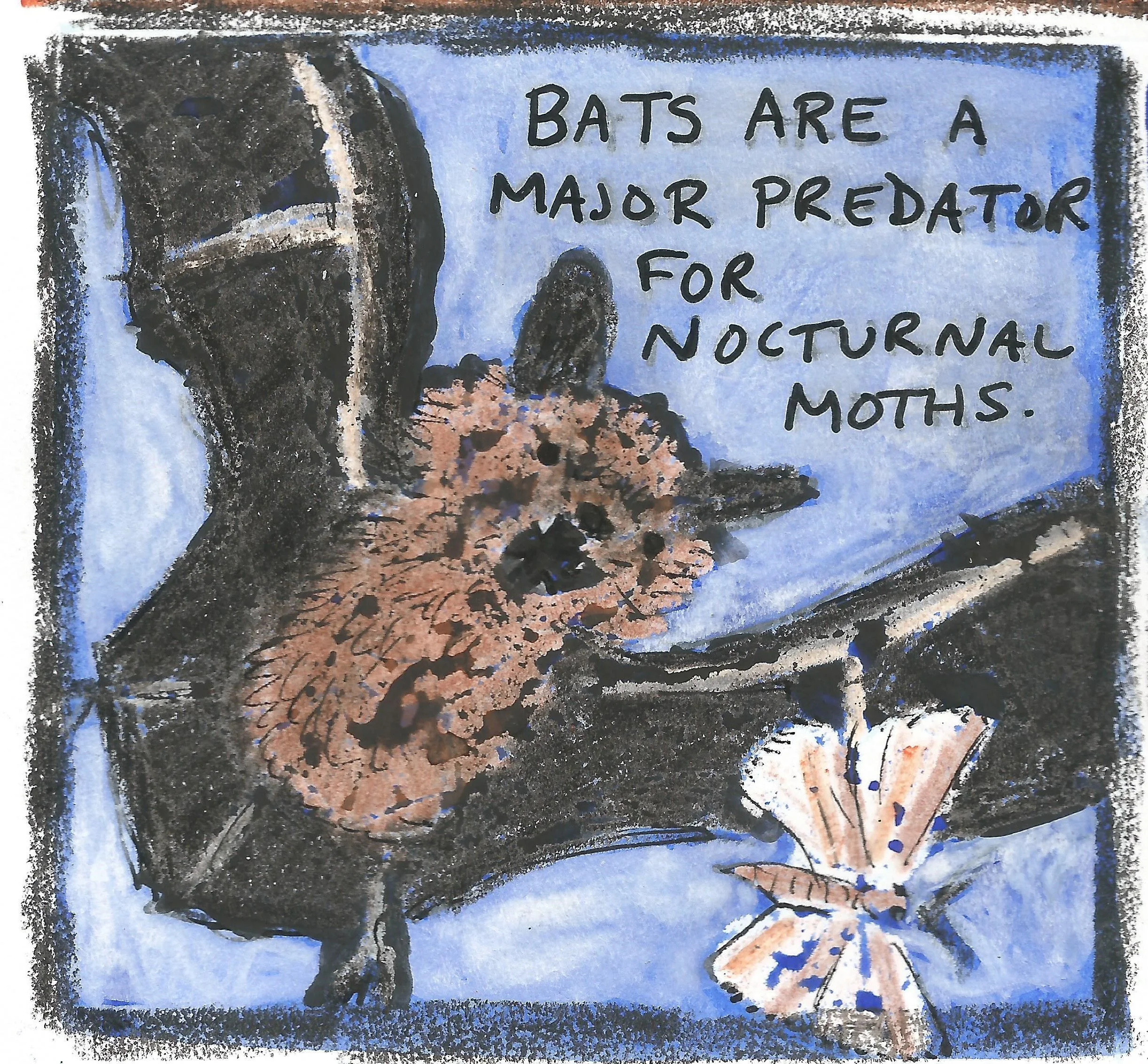 moth1.jpg