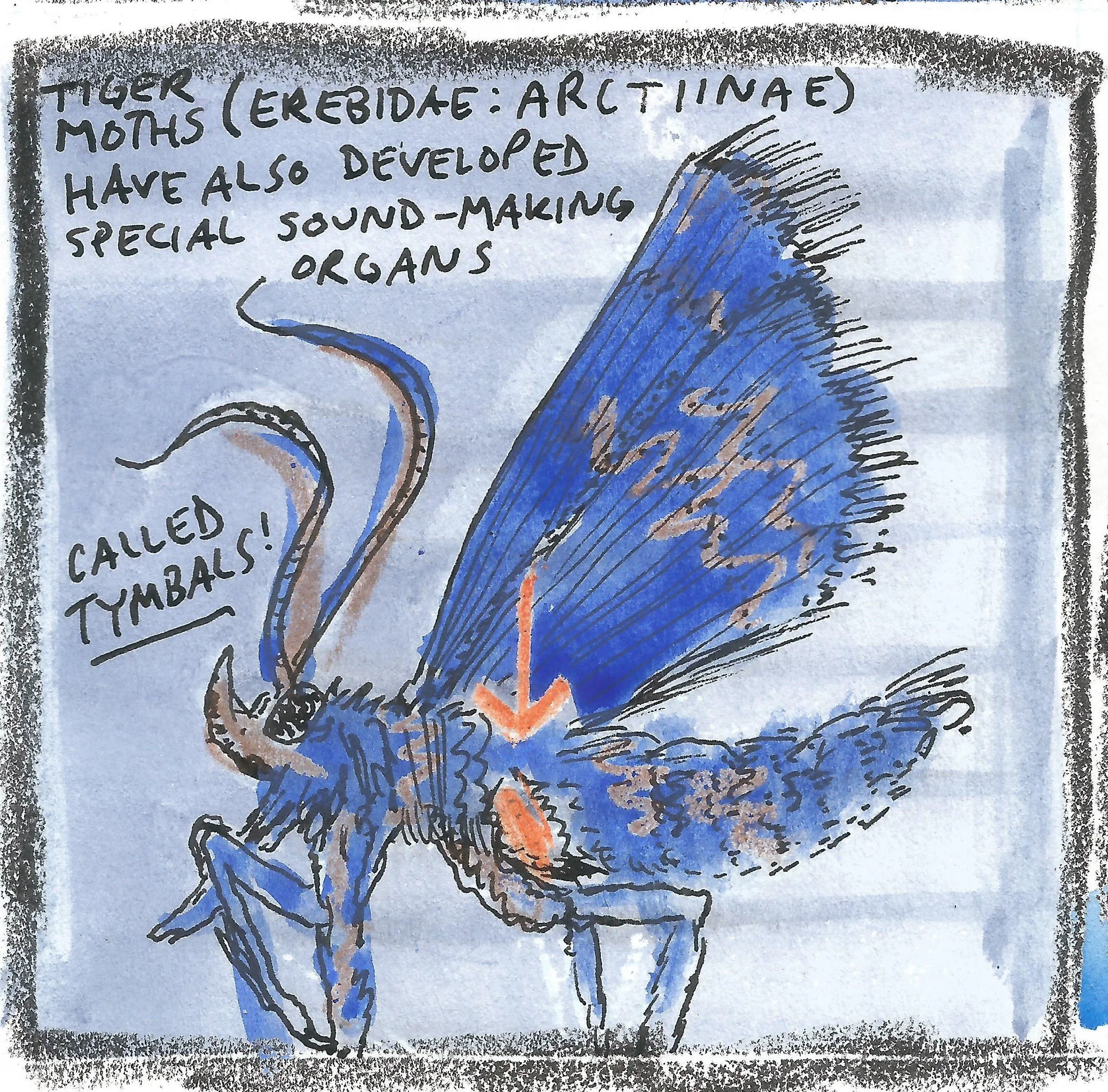 moth3.jpg