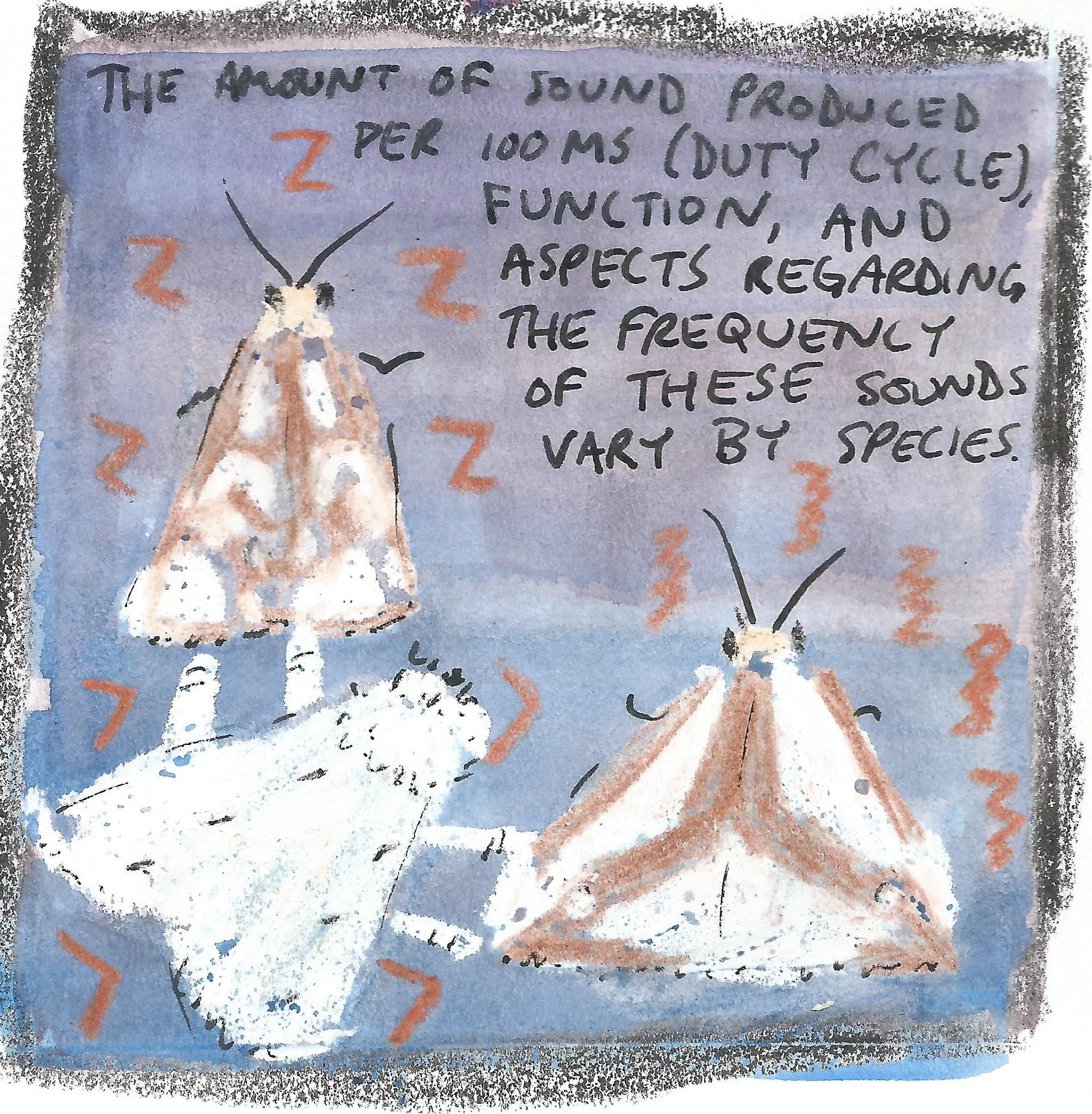moth4.jpg