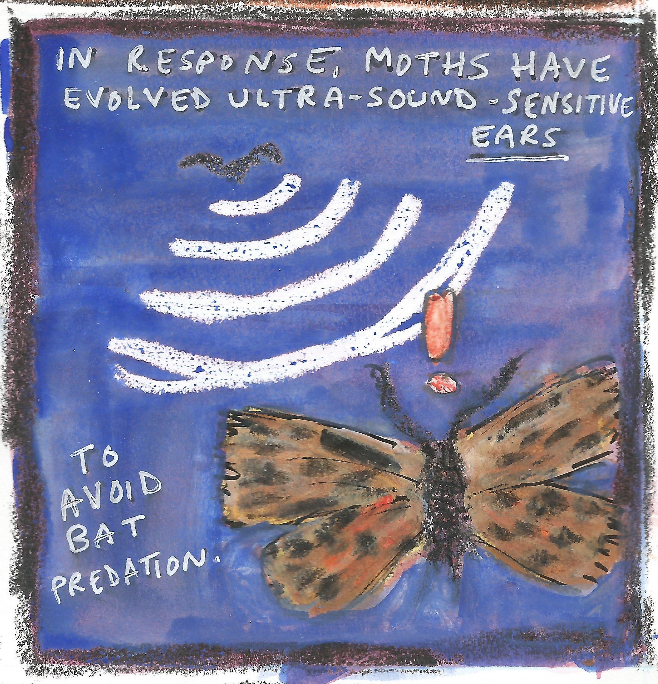 moth2.jpg