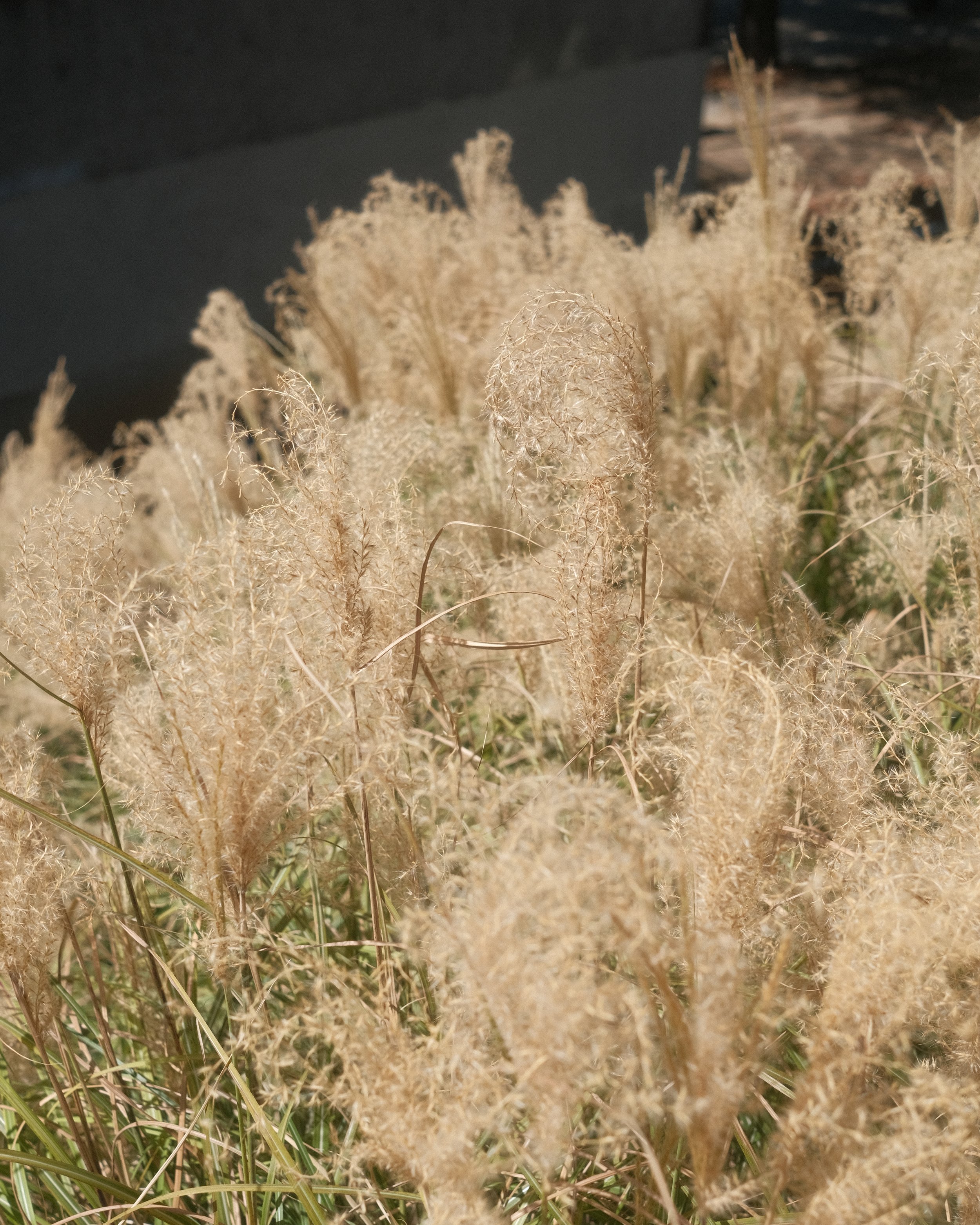 wheat.jpg