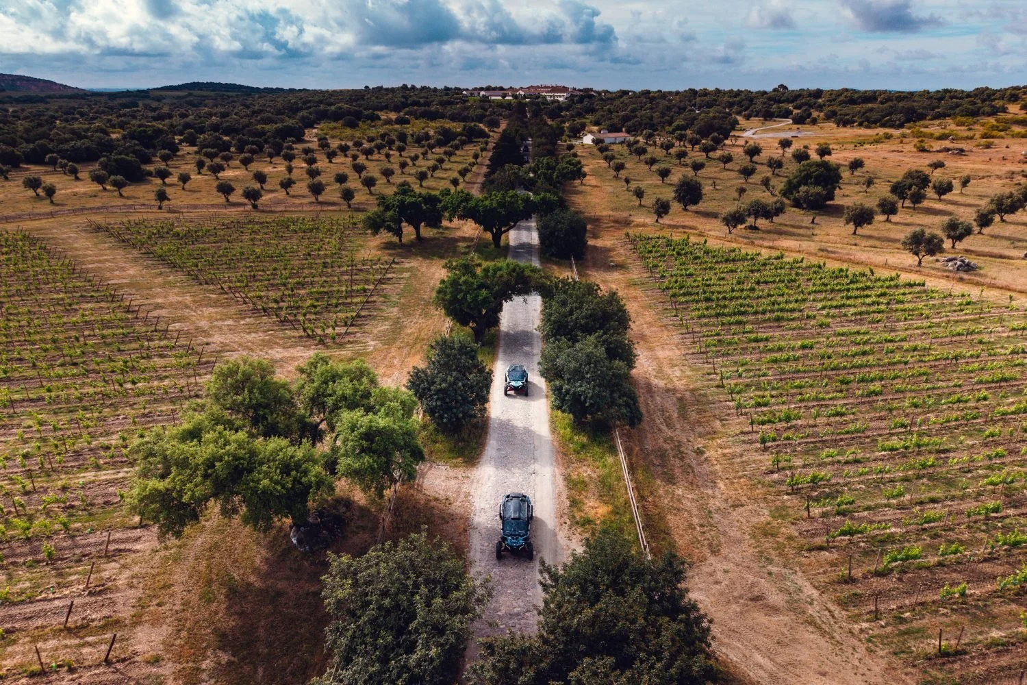 Two side-by-sides on a narrow road between vineyards and olive trees, seen from above