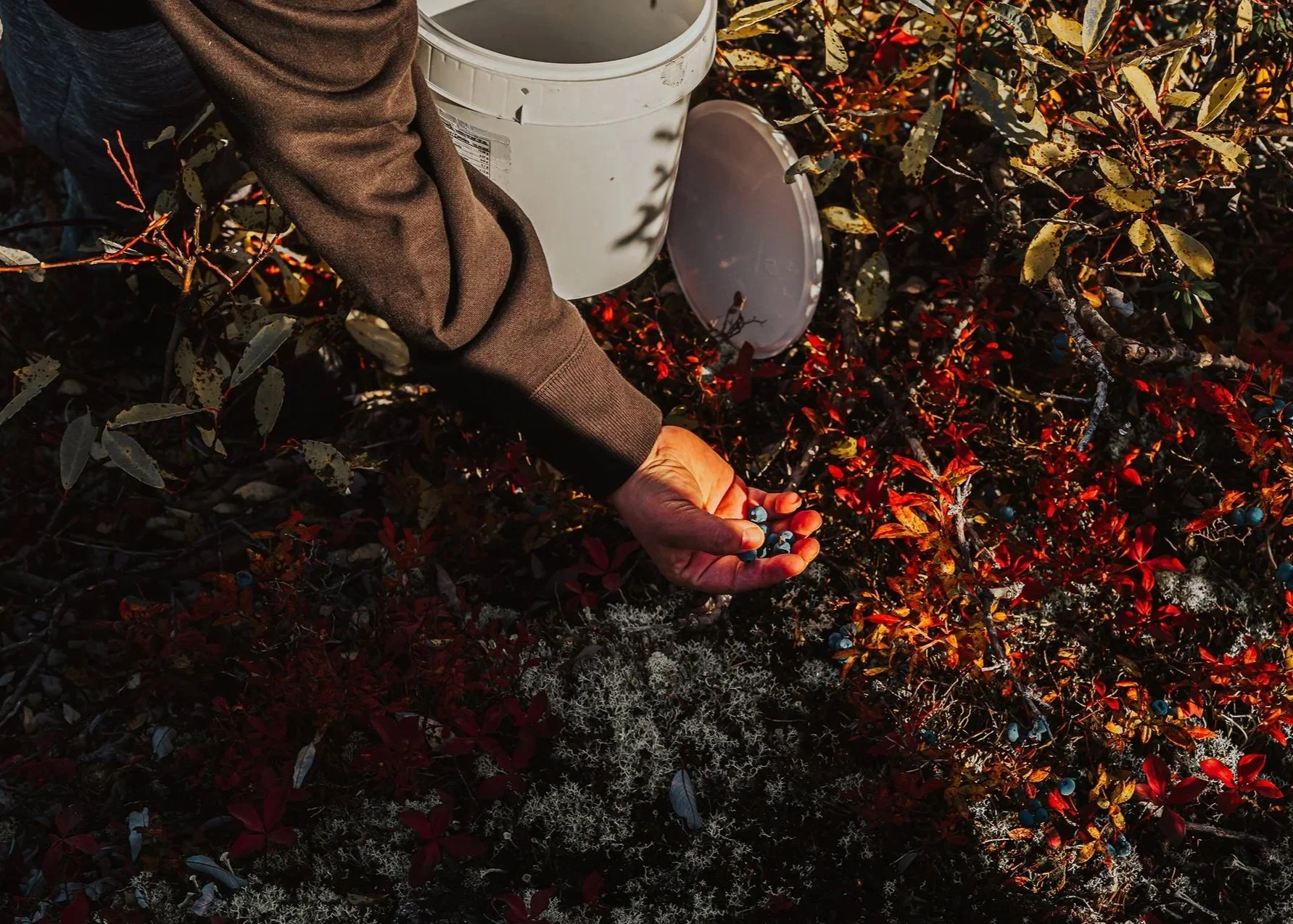 Hand picking wild blueberries, a white pail on the other arm