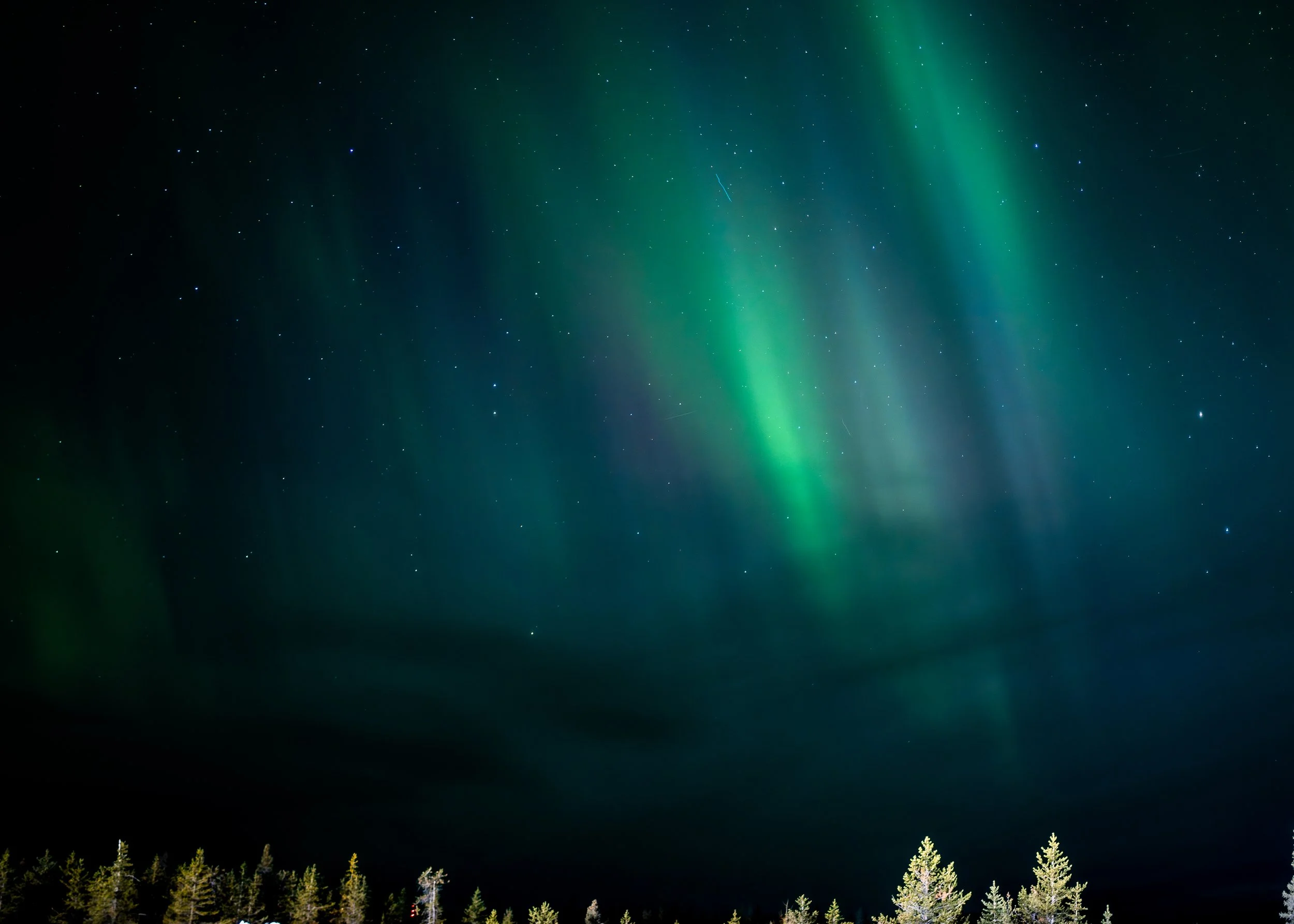 Northern lights over the spruce treeline