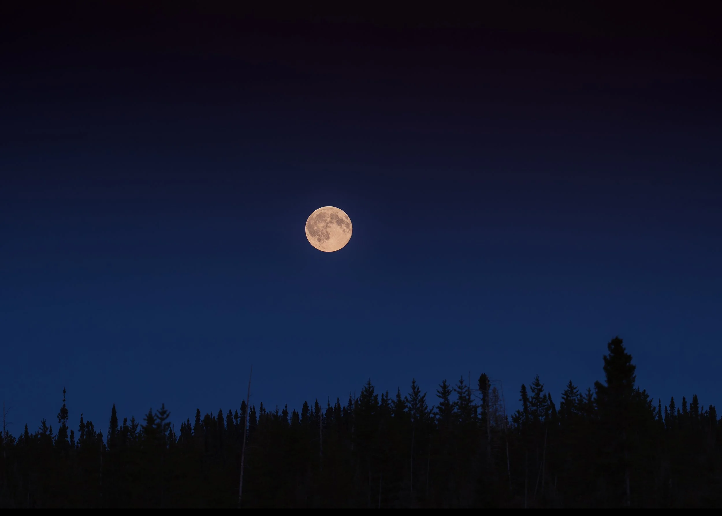 Full moon over the spruce treeline at dusk