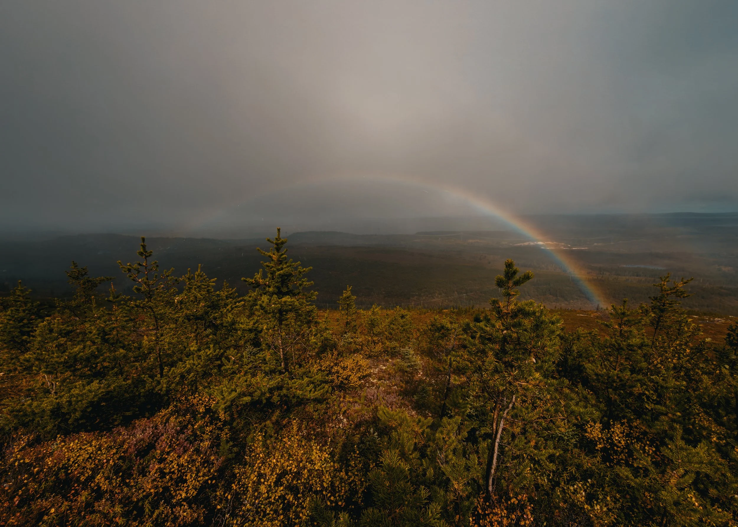 Rainbow over the taiga under a stormy sky
