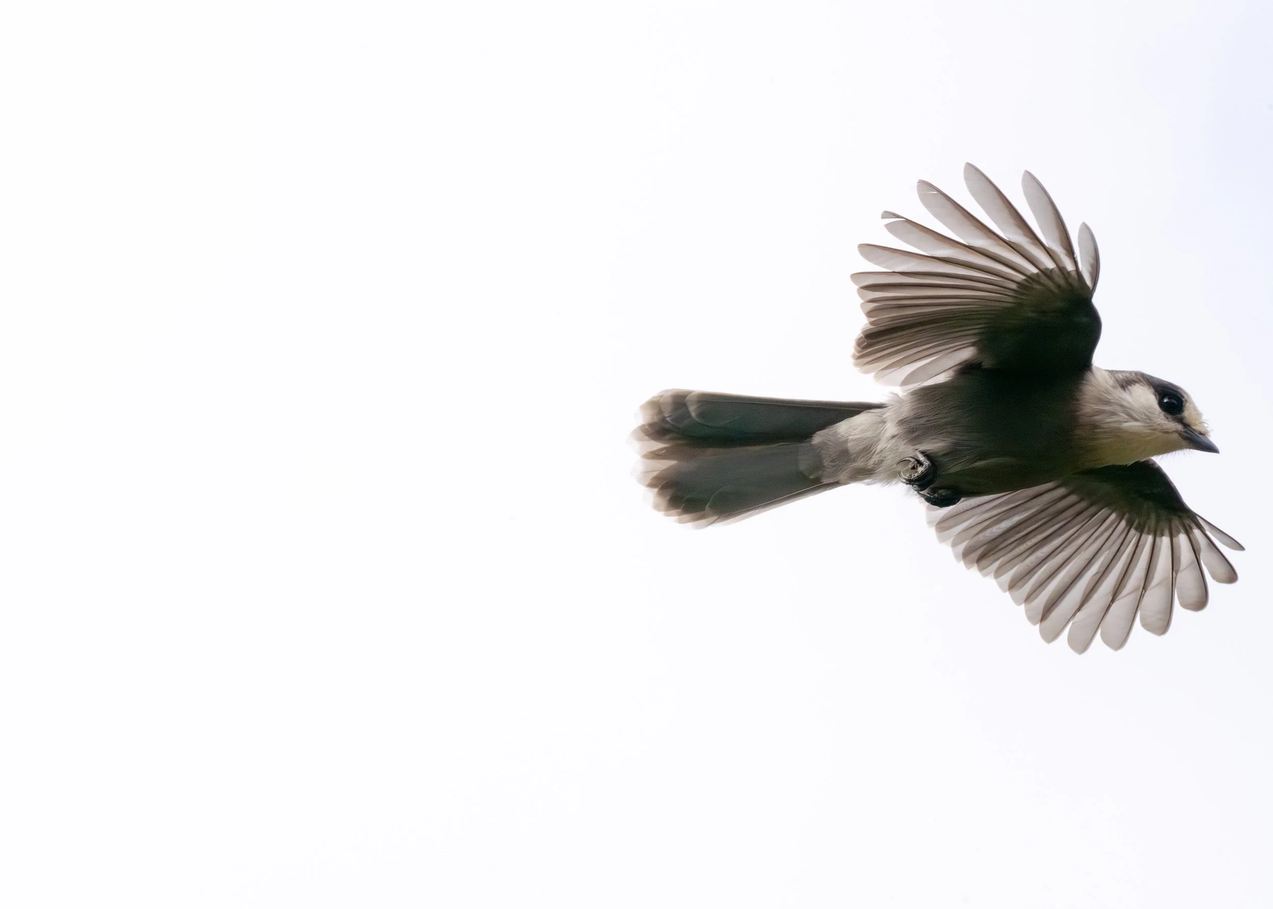 Canada jay in flight against a white sky