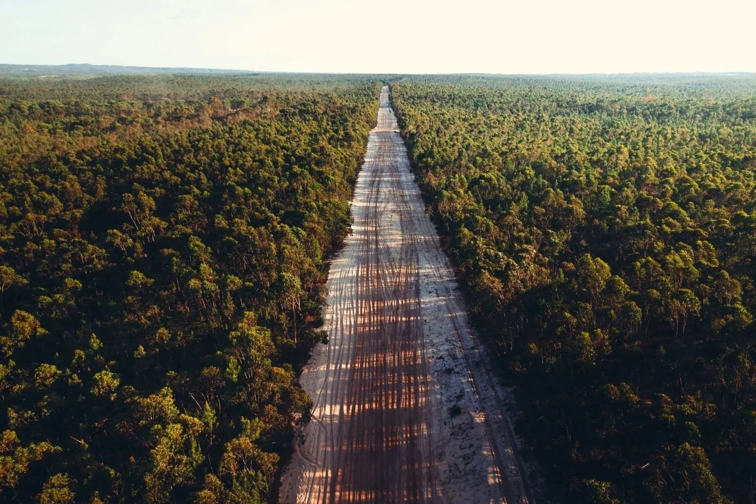 A dead-straight dirt road running through pine forest to the horizon, seen from above