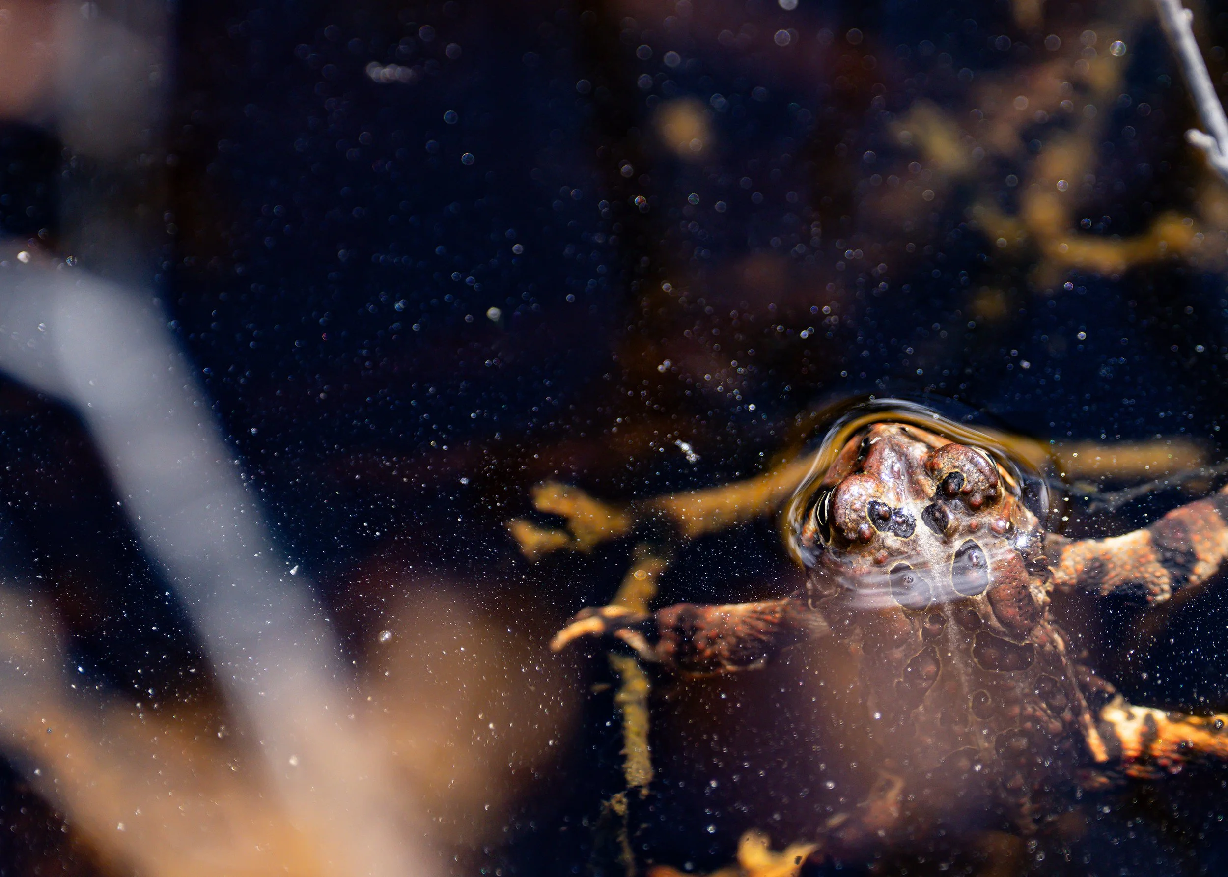 A frog at the surface of a pond, close up