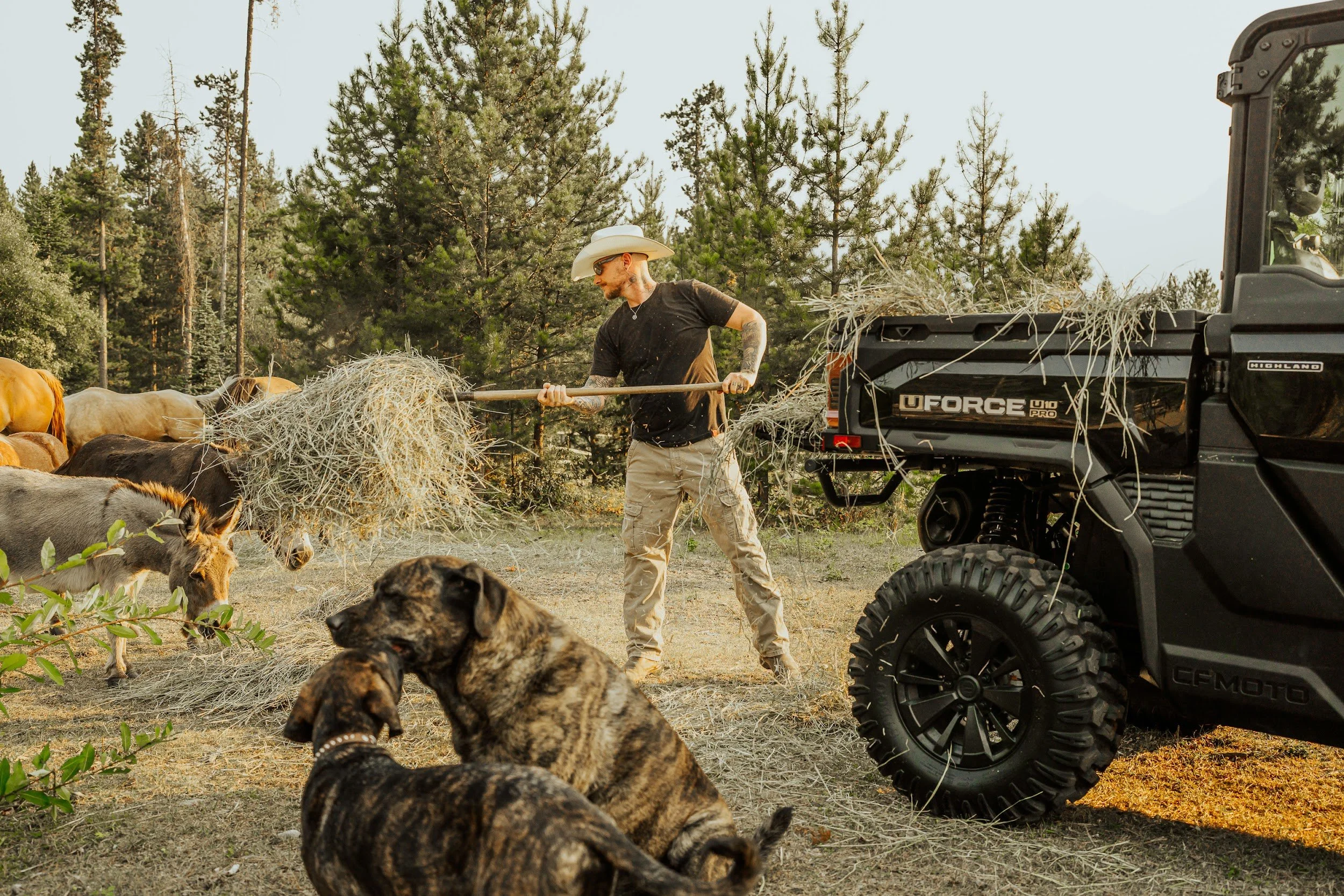 A rancher pitches hay to the horses from the back of a CFMOTO UFORCE, two dogs in the foreground.