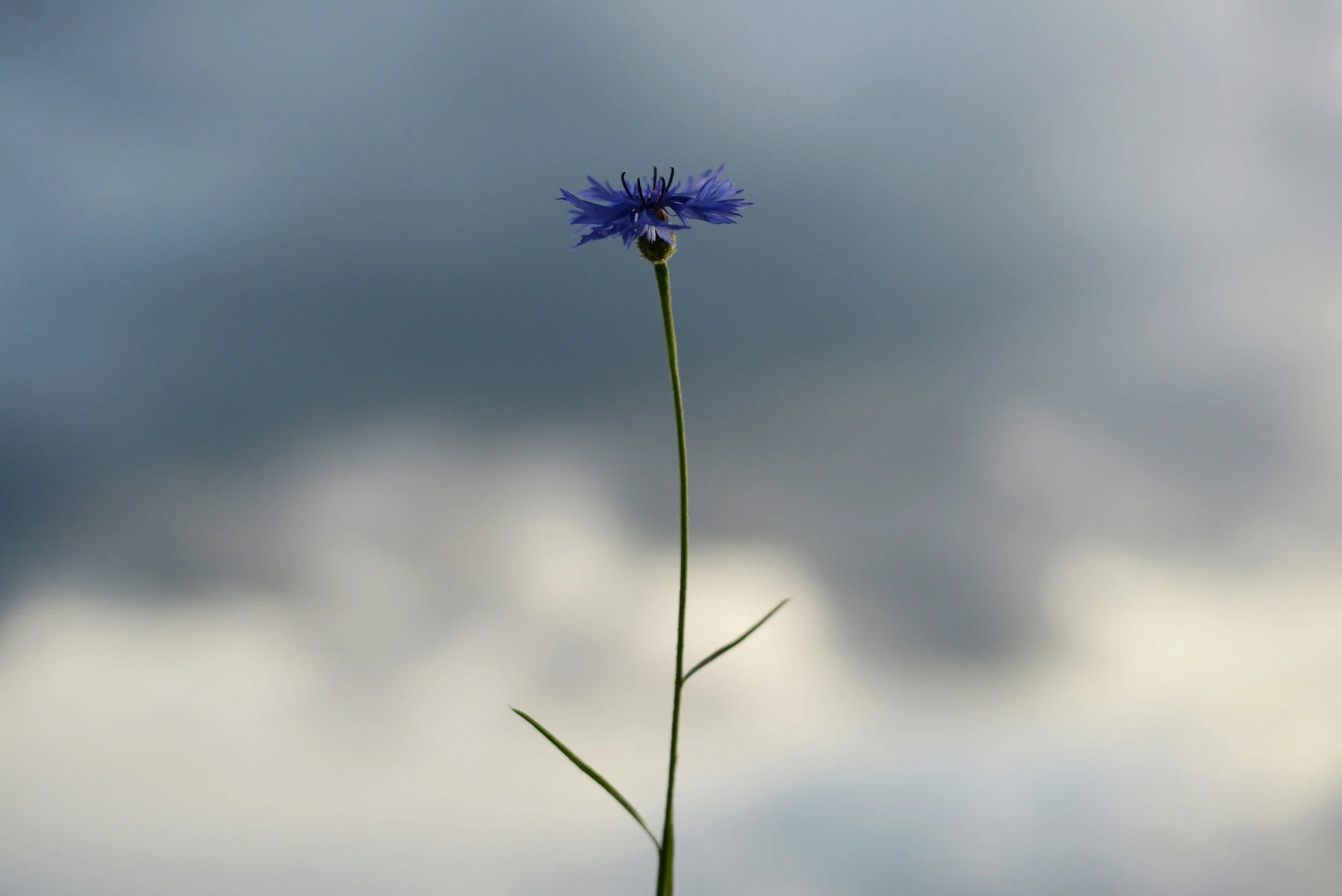 Single blue flower on a tall slender stem against a cloudy sky.