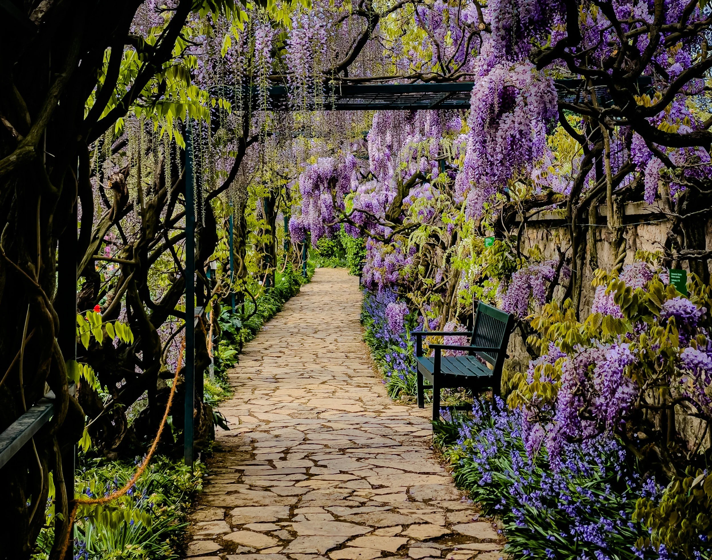 Wisteria-covered garden path with purple flowers and a bench alone the walkway.