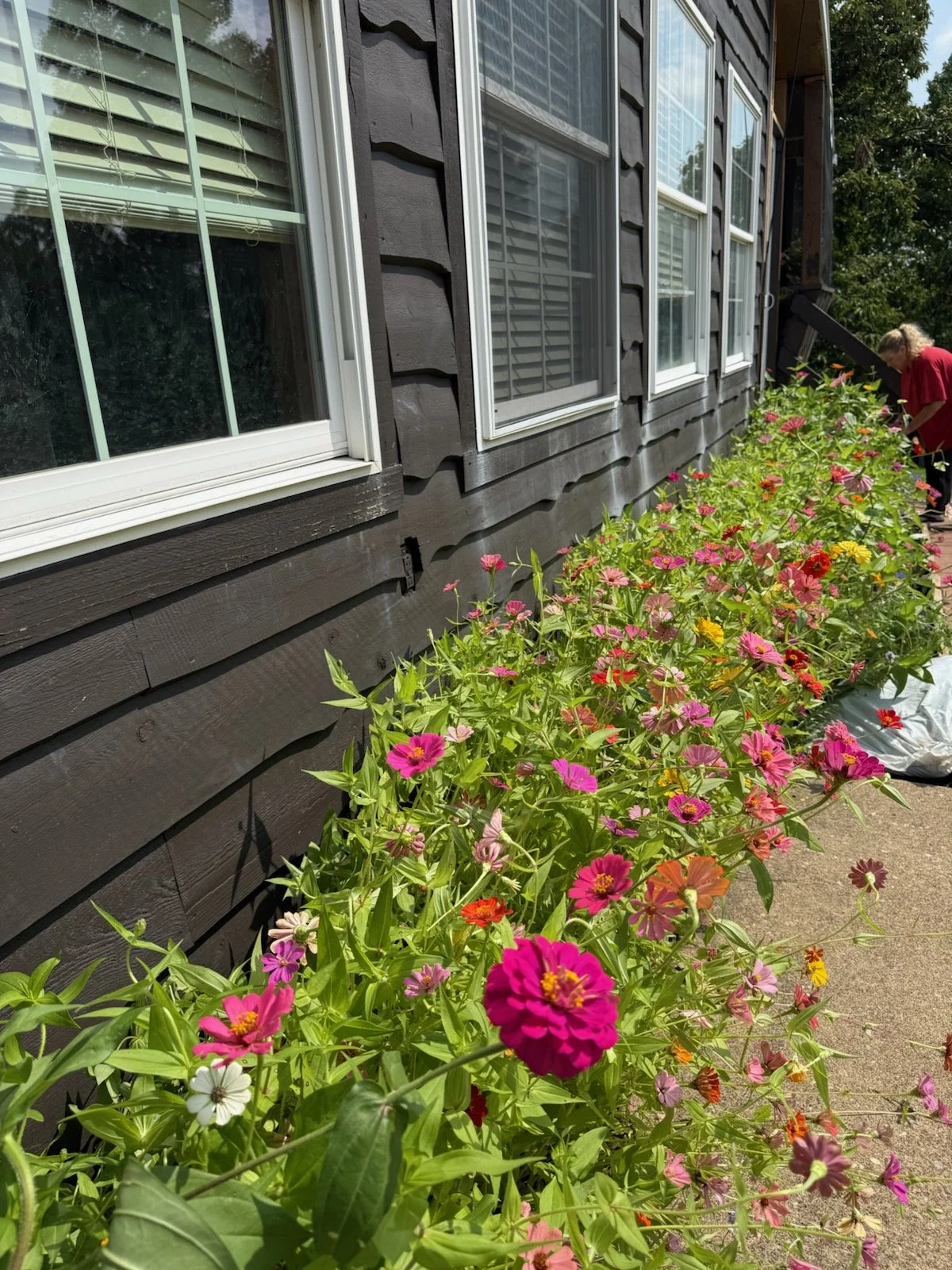 Colorful zinnia garden beside of a dark house beneath white framed windows.