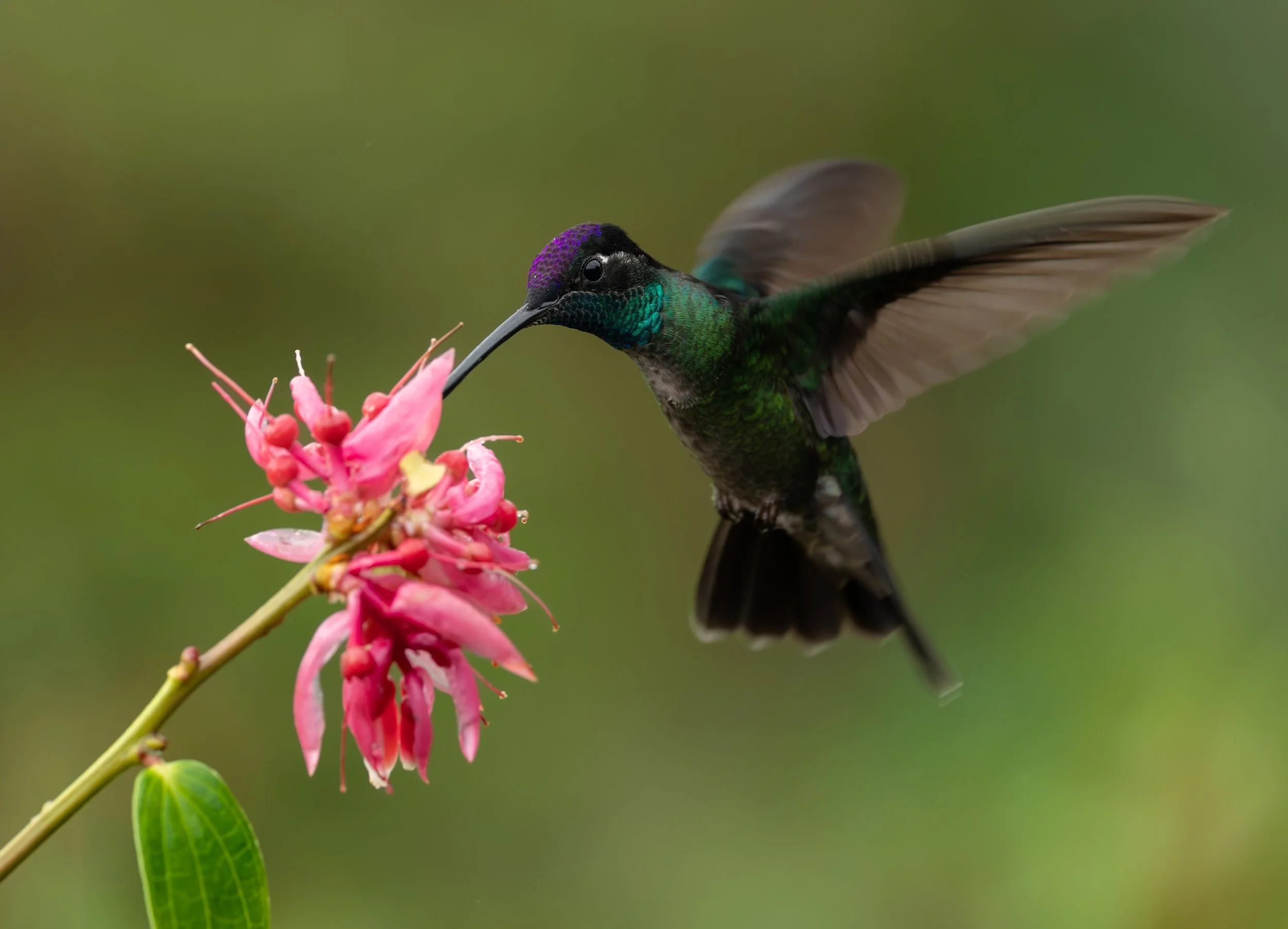 El colibrí que no era mío