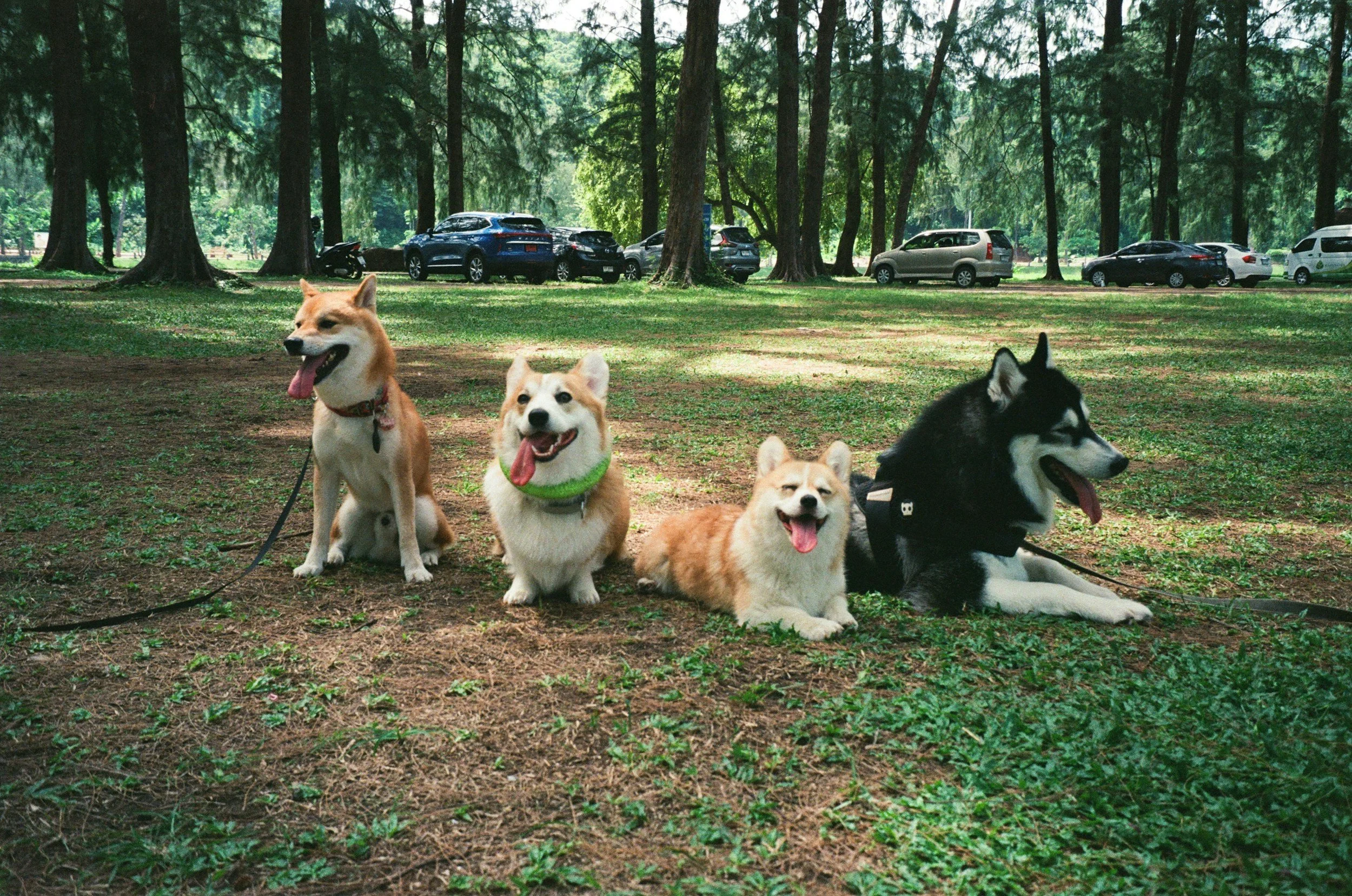 Five dogs, including two Shiba Inus and a Siberian Husky, sitting on the ground in a park with trees and parked cars in the background.