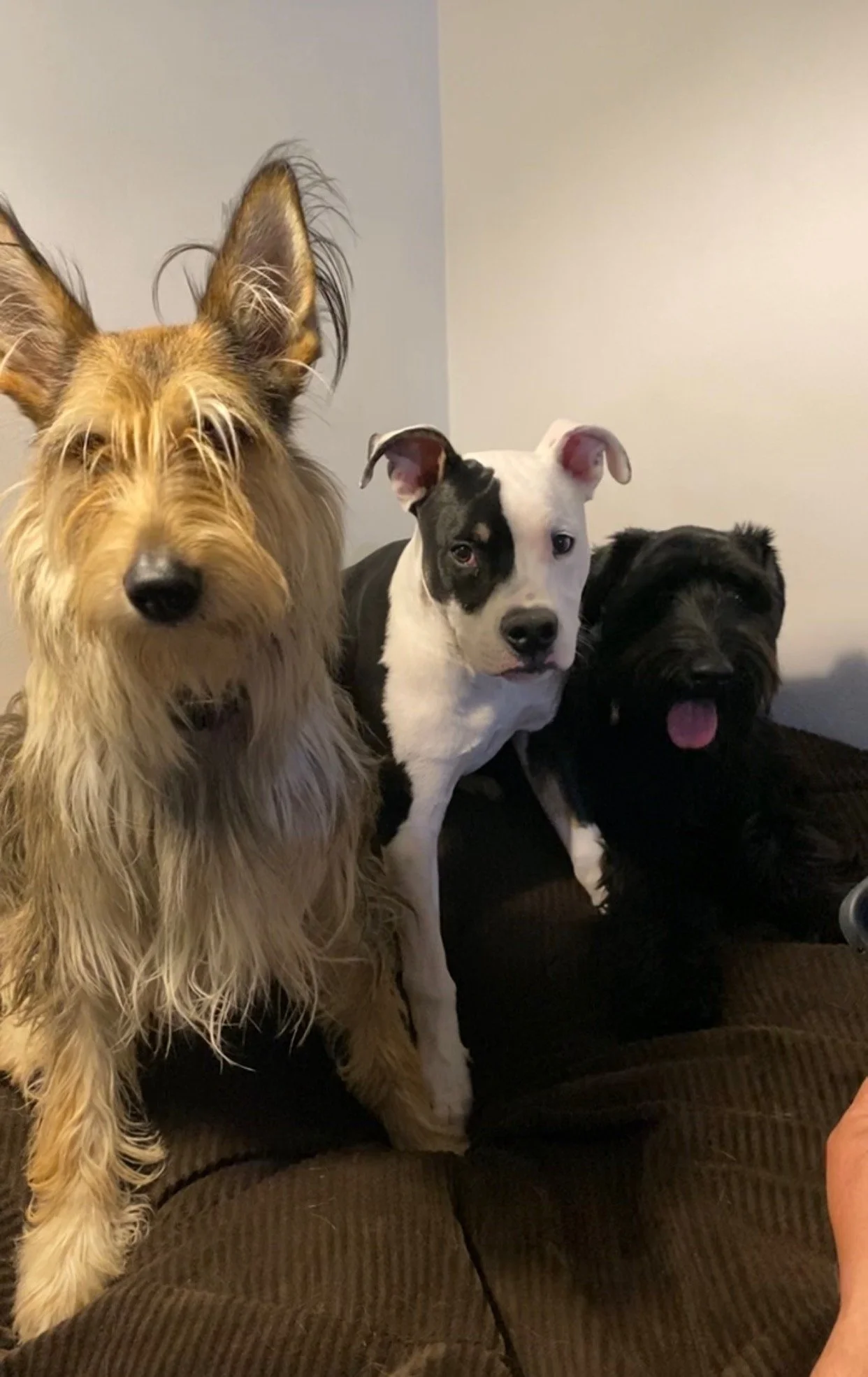 Three dogs sitting together on a brown sofa in front of a plain wall.