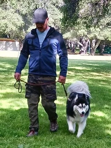 Man walking a large fluffy black and white Siberian Husky dog in a park with green grass and trees.
