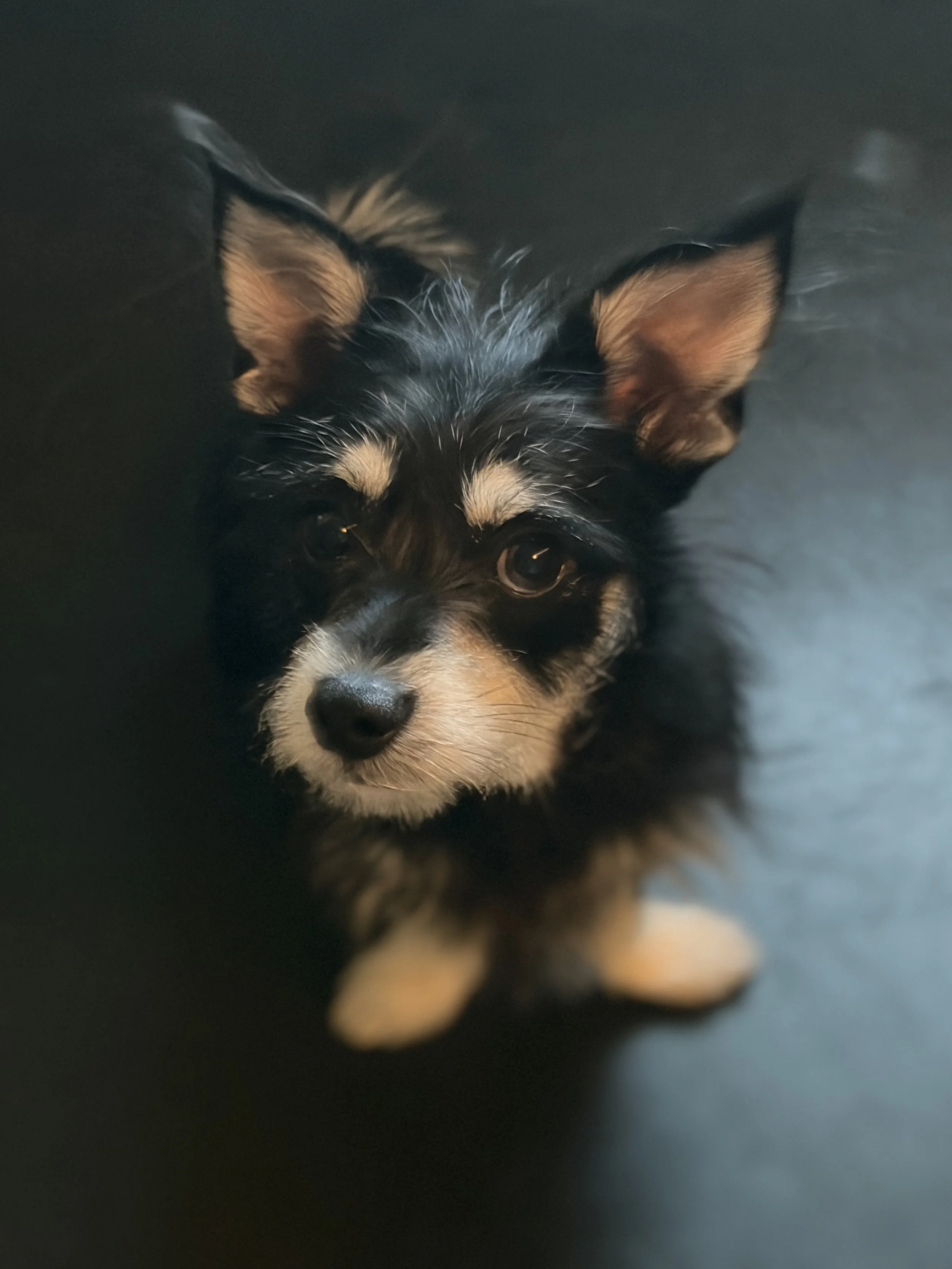 A close-up image of a black and tan puppy with pointed ears and brown eyes, partially visible against a dark background.