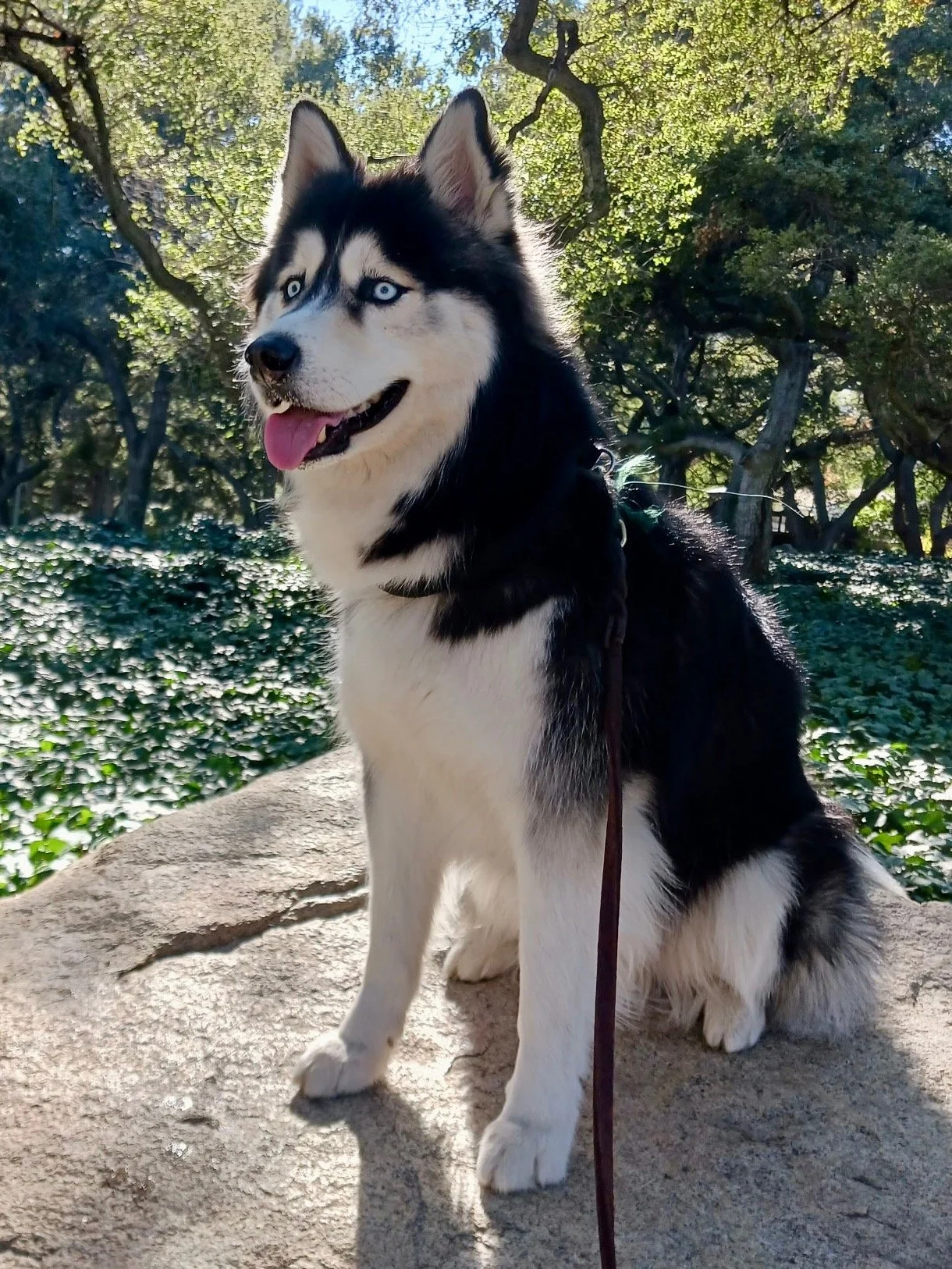 Husky dog with black and white fur and blue eyes sitting outdoors on a path surrounded by trees and green foliage, with sunlight filtering through the leaves.