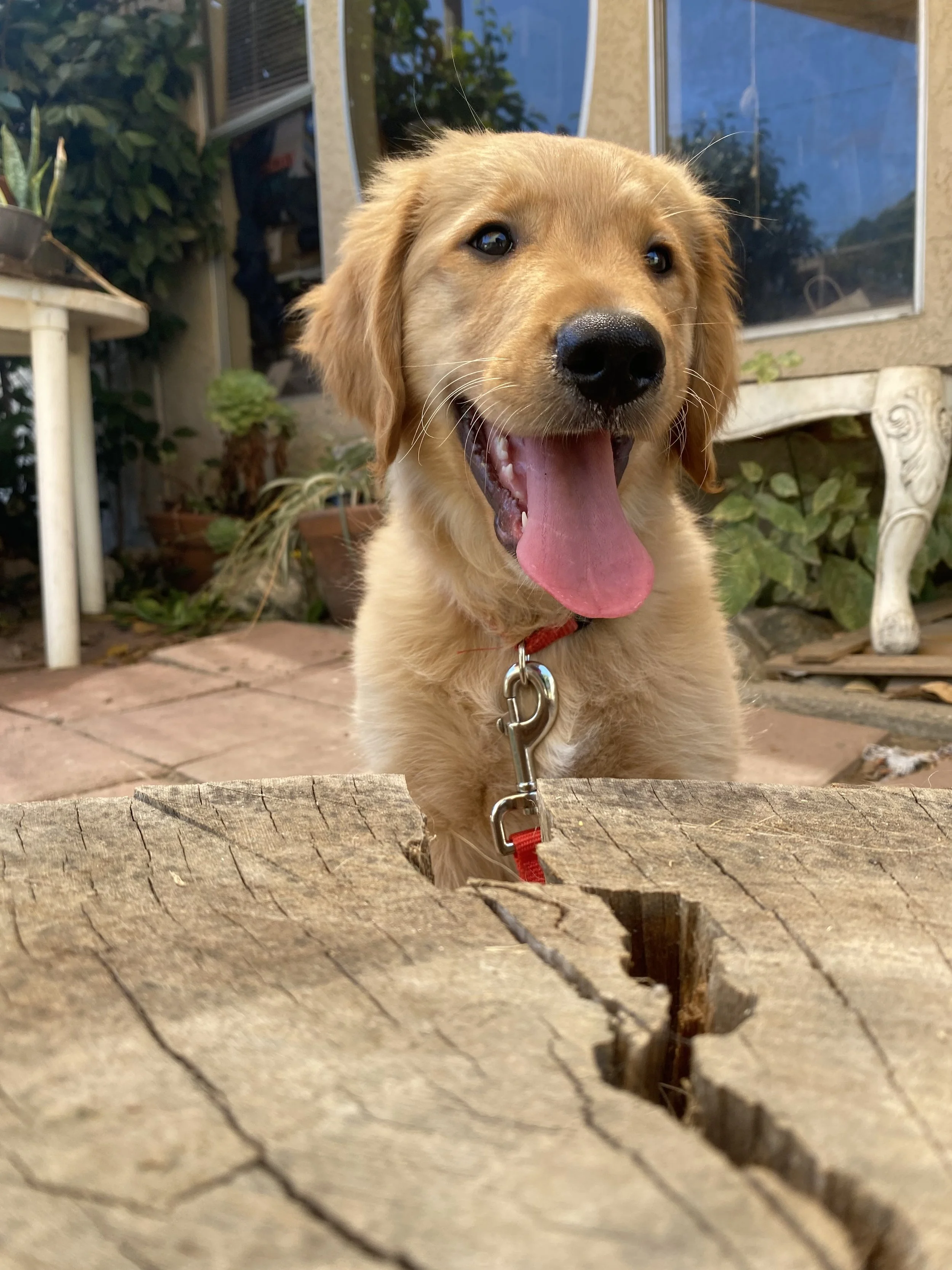 A happy golden retriever puppy with its tongue out sitting outdoors near a wooden table.