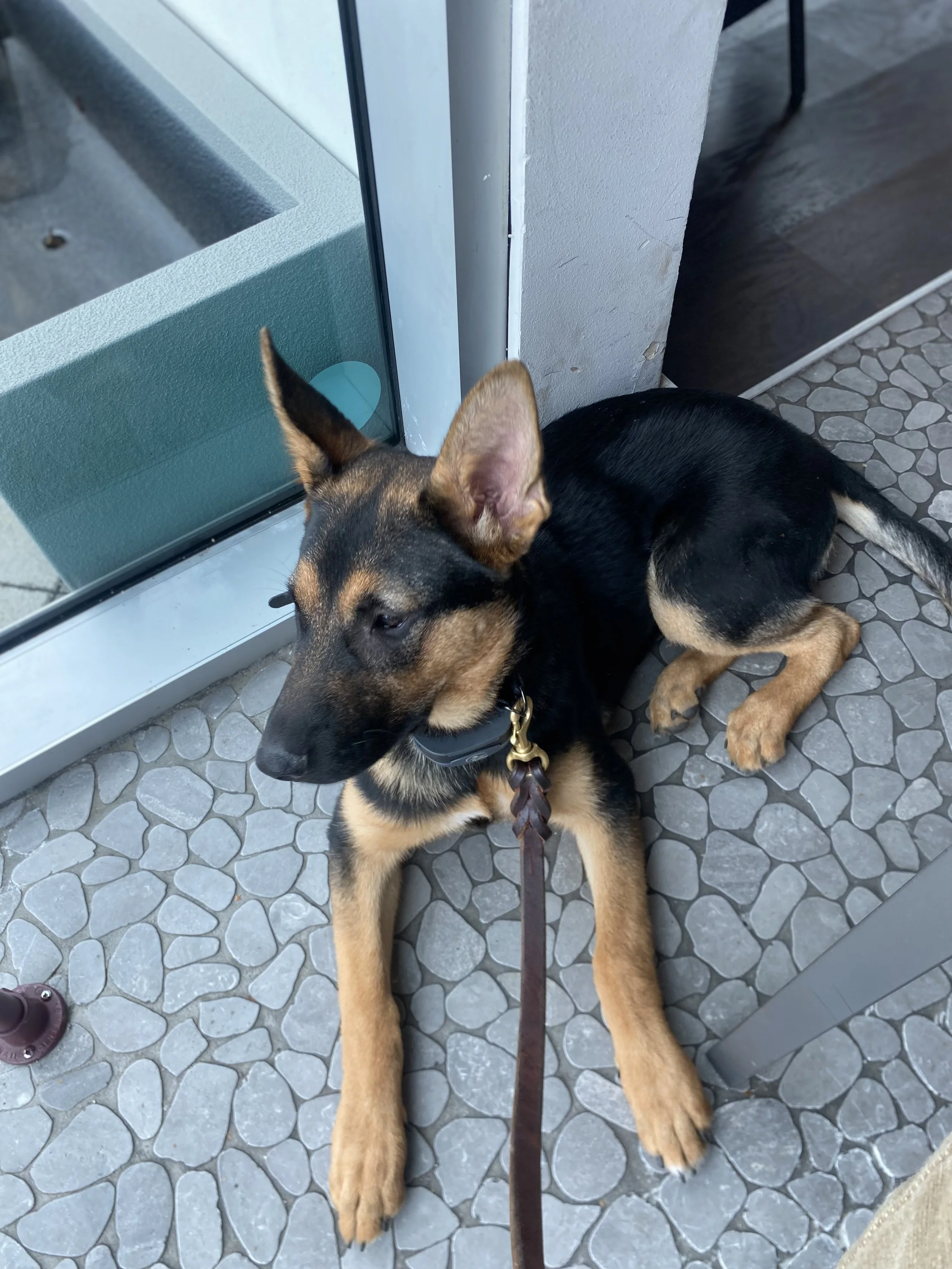 A young black and tan puppy lying on a stone tiled floor with a leash on, next to a glass door and a white wall.