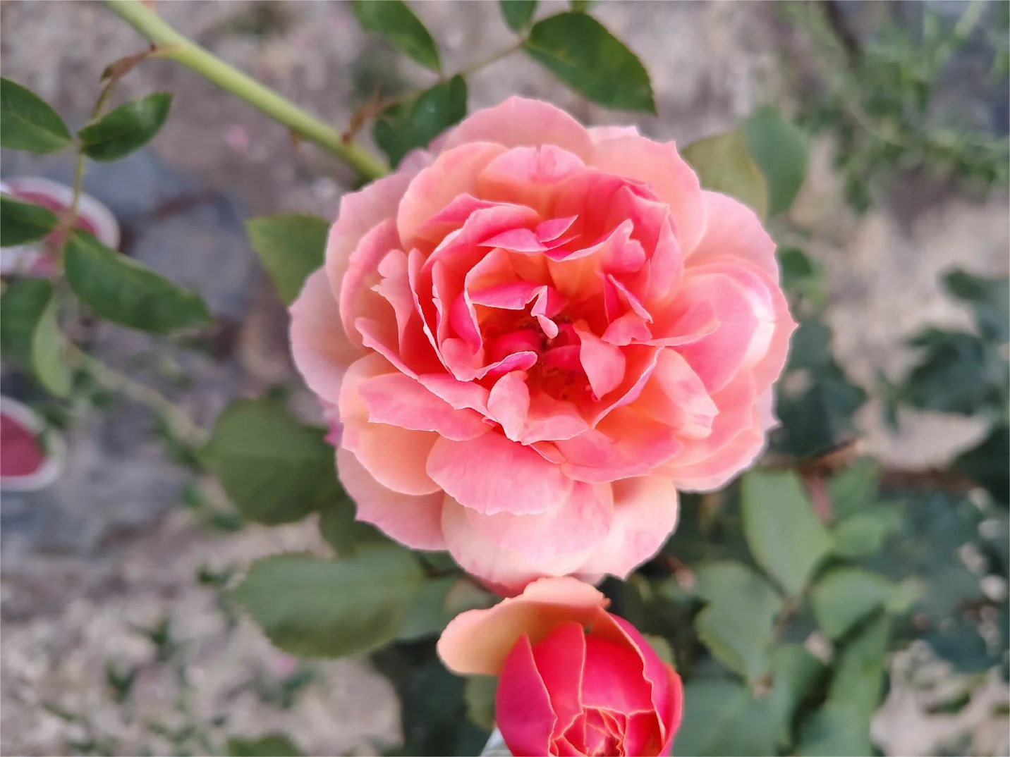 Pink and peach-colored rose in full bloom with surrounding green leaves and a rosebud below