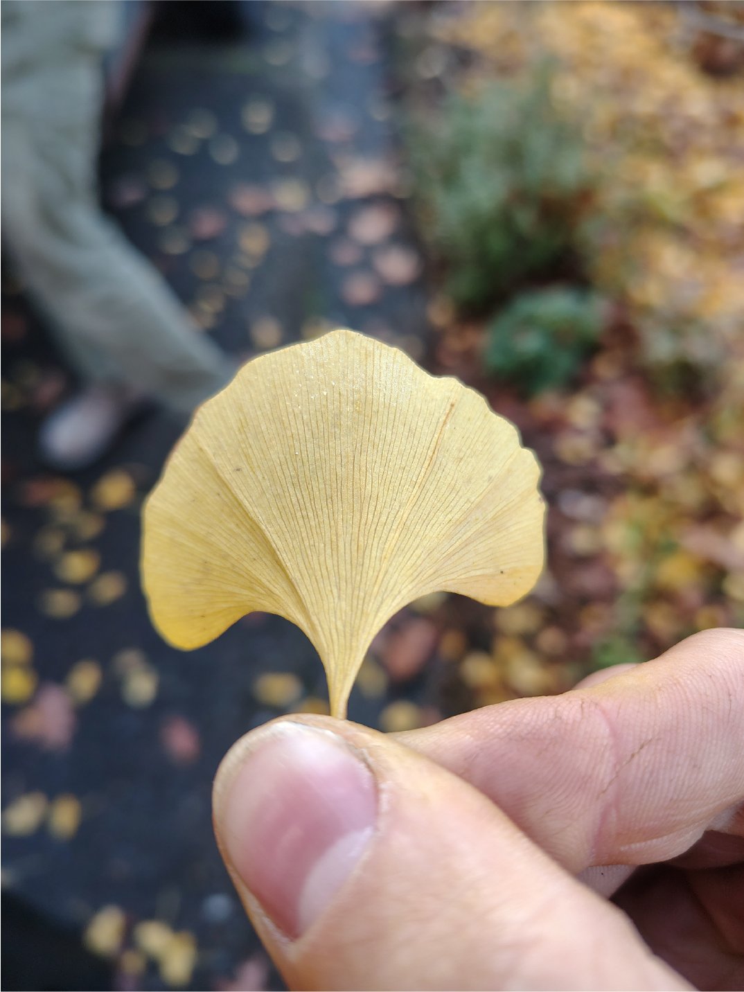 Close-up of a person holding a yellow ginkgo leaf with a fan shape, with a blurred background of autumn leaves on the ground.
