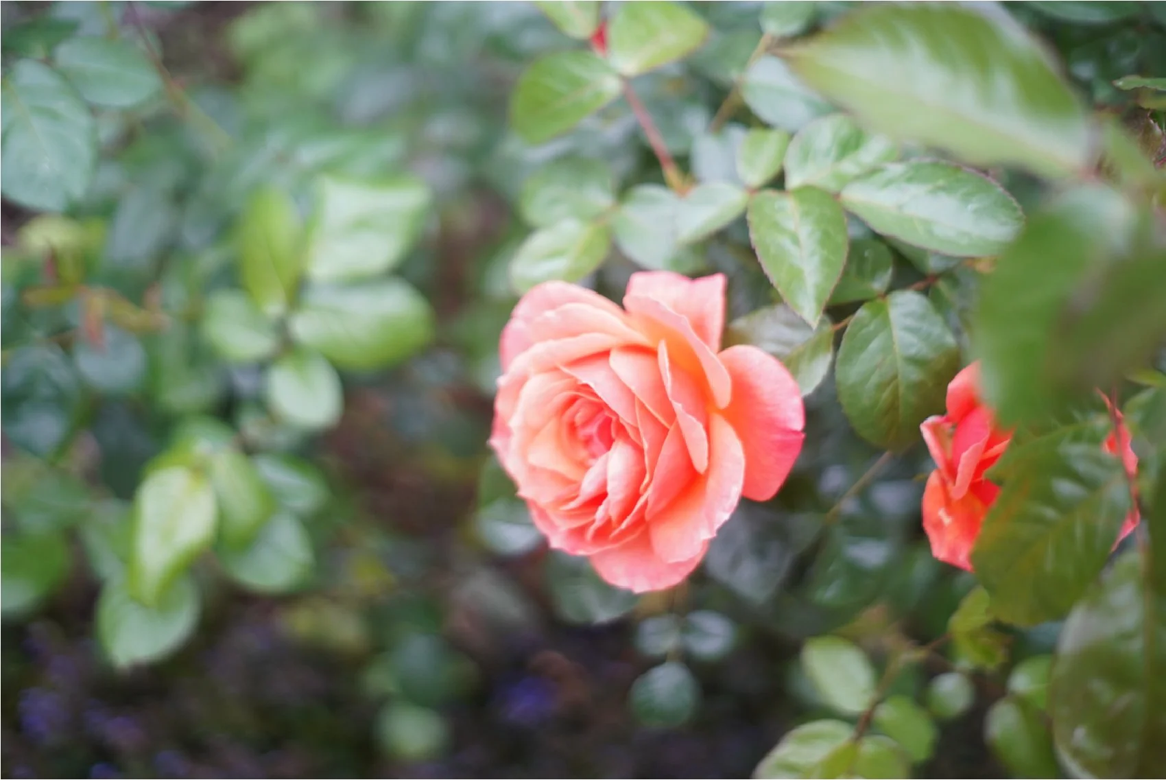A pink rose blooming among green leaves.