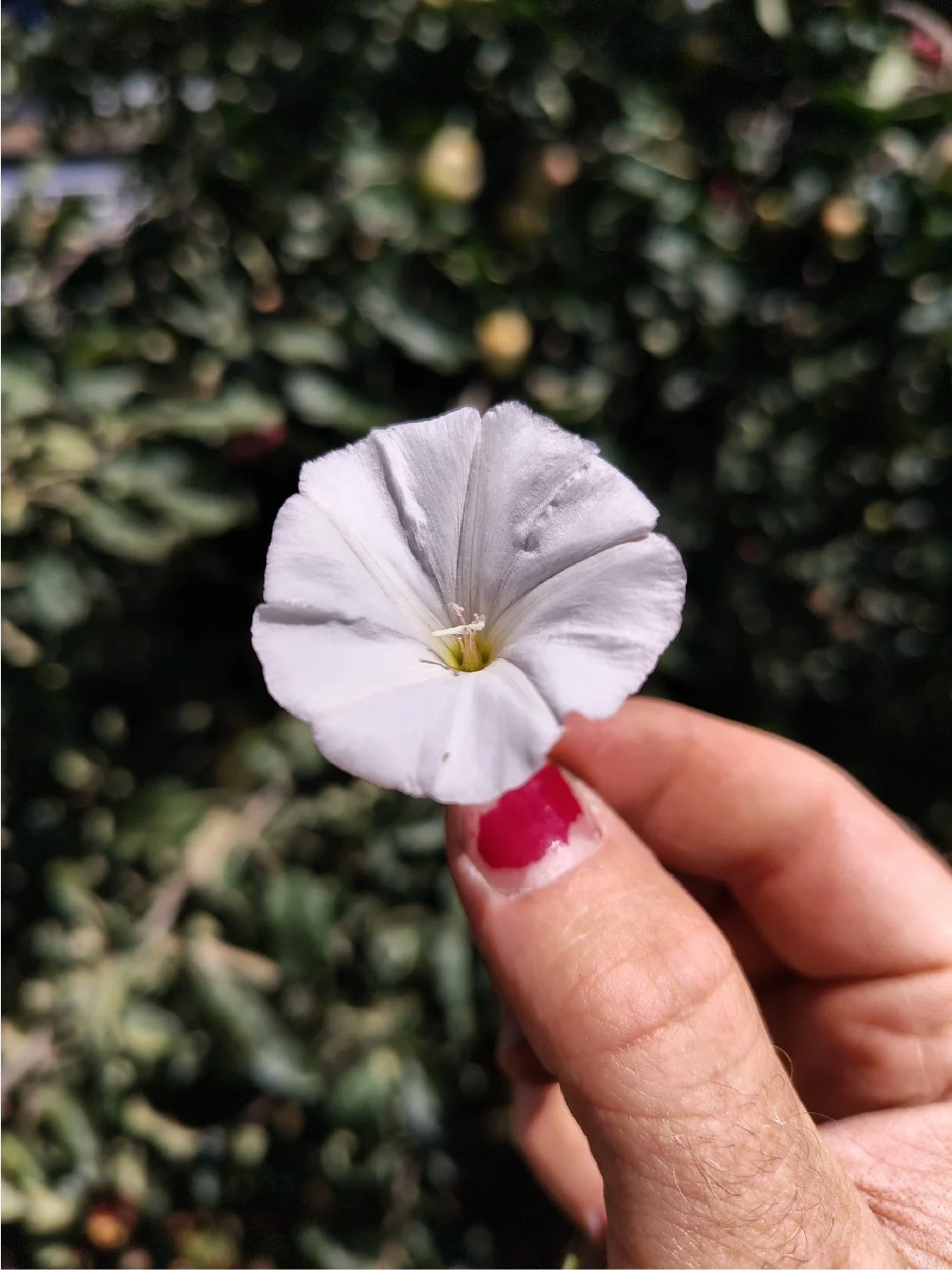 Close-up of a person's hand holding a white cherry blossom flower with a yellow center, against a blurred green leafy background.