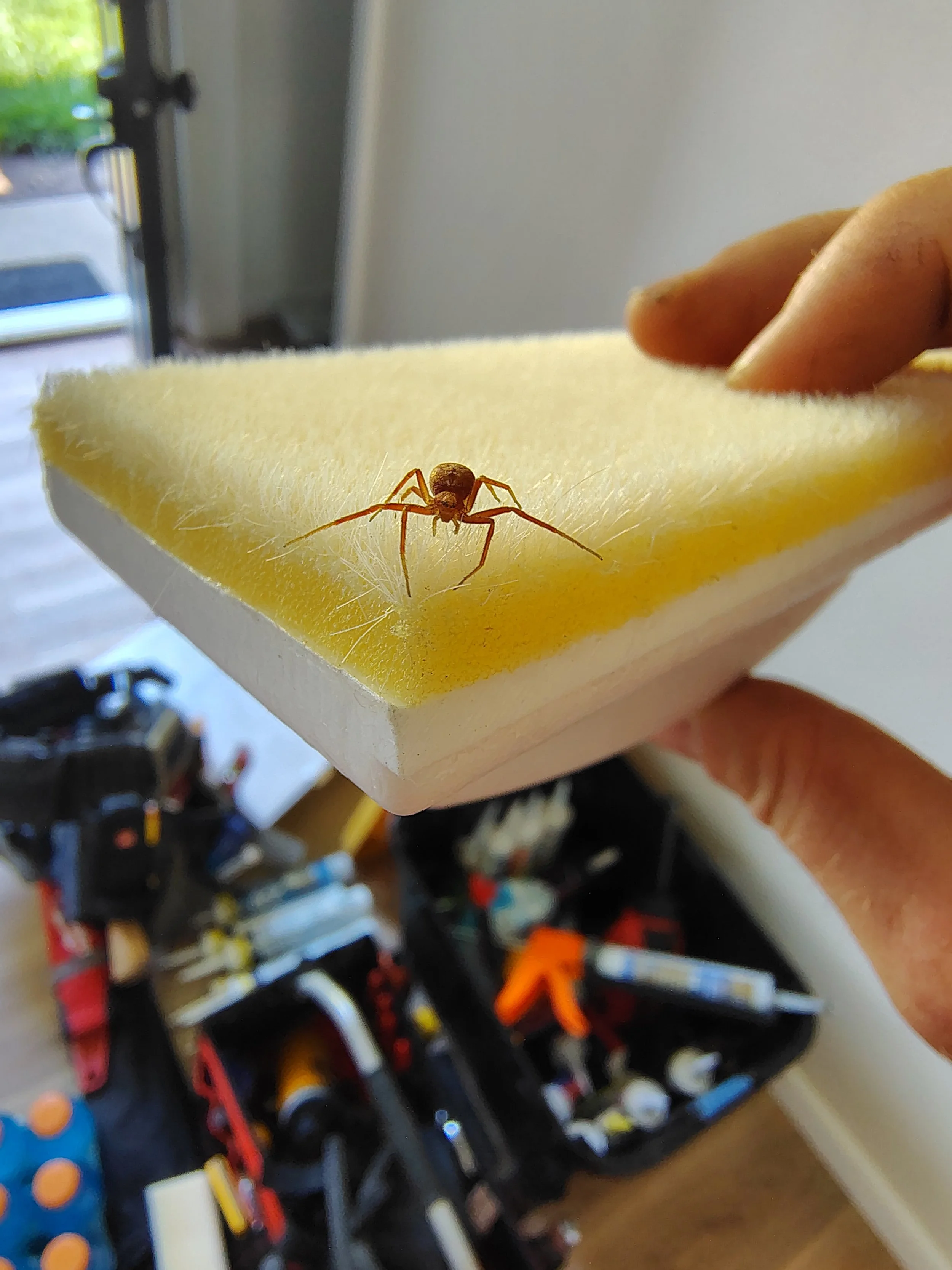 Close-up of a small spider on a piece of sponge being held by a hand, with a blurred background of LEGO bricks and toys.